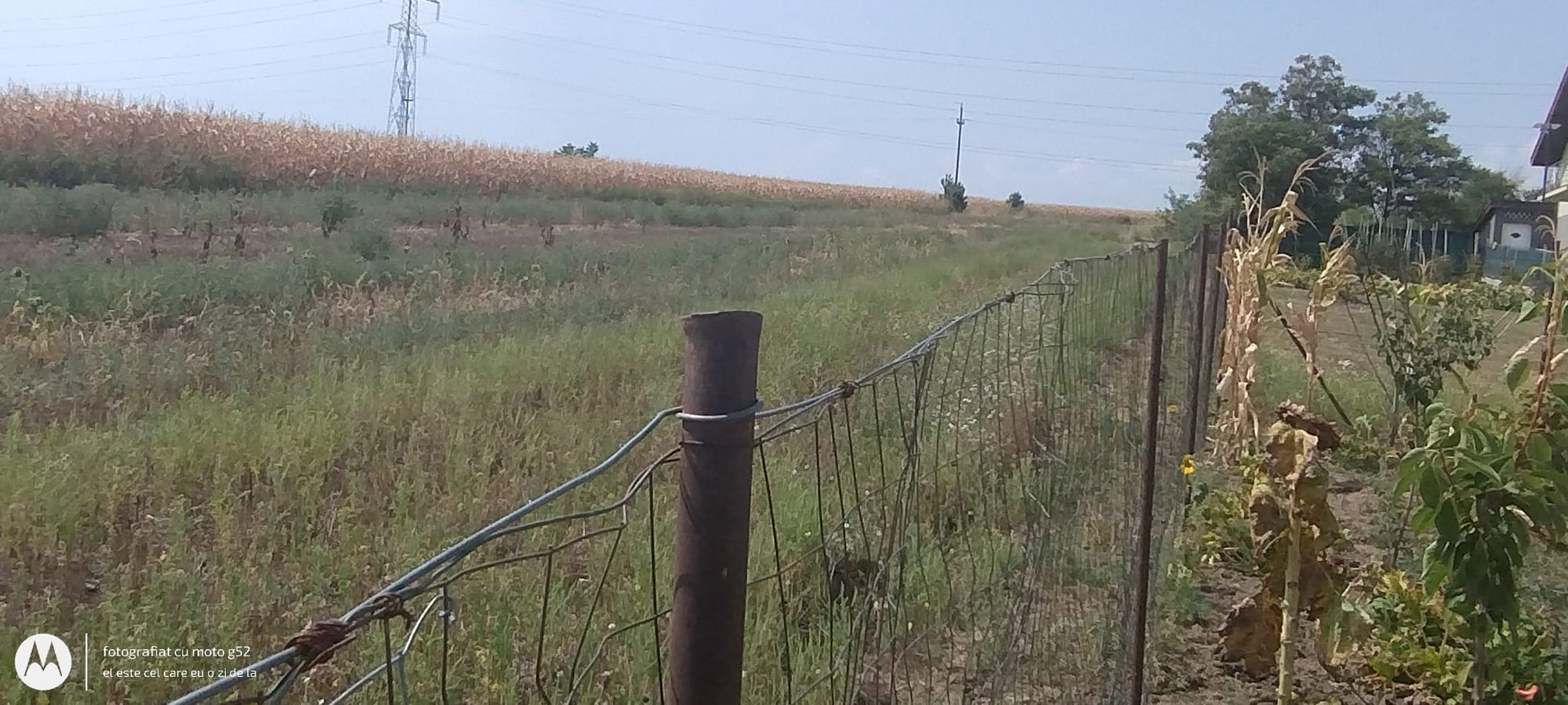 Ambrozie in Dumbrava, Comuna Ciurea, Județul Iași - inbound8636711989064568435.jpg