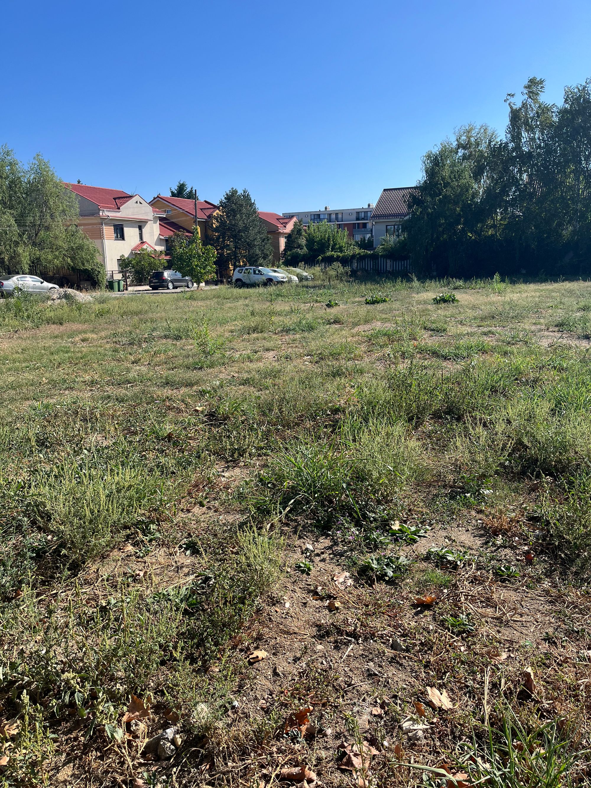 Ambrozie in Șoseaua Gheorghe Ionescu Sisești 11G, București, Municipiul București - IMG_5956.jpeg