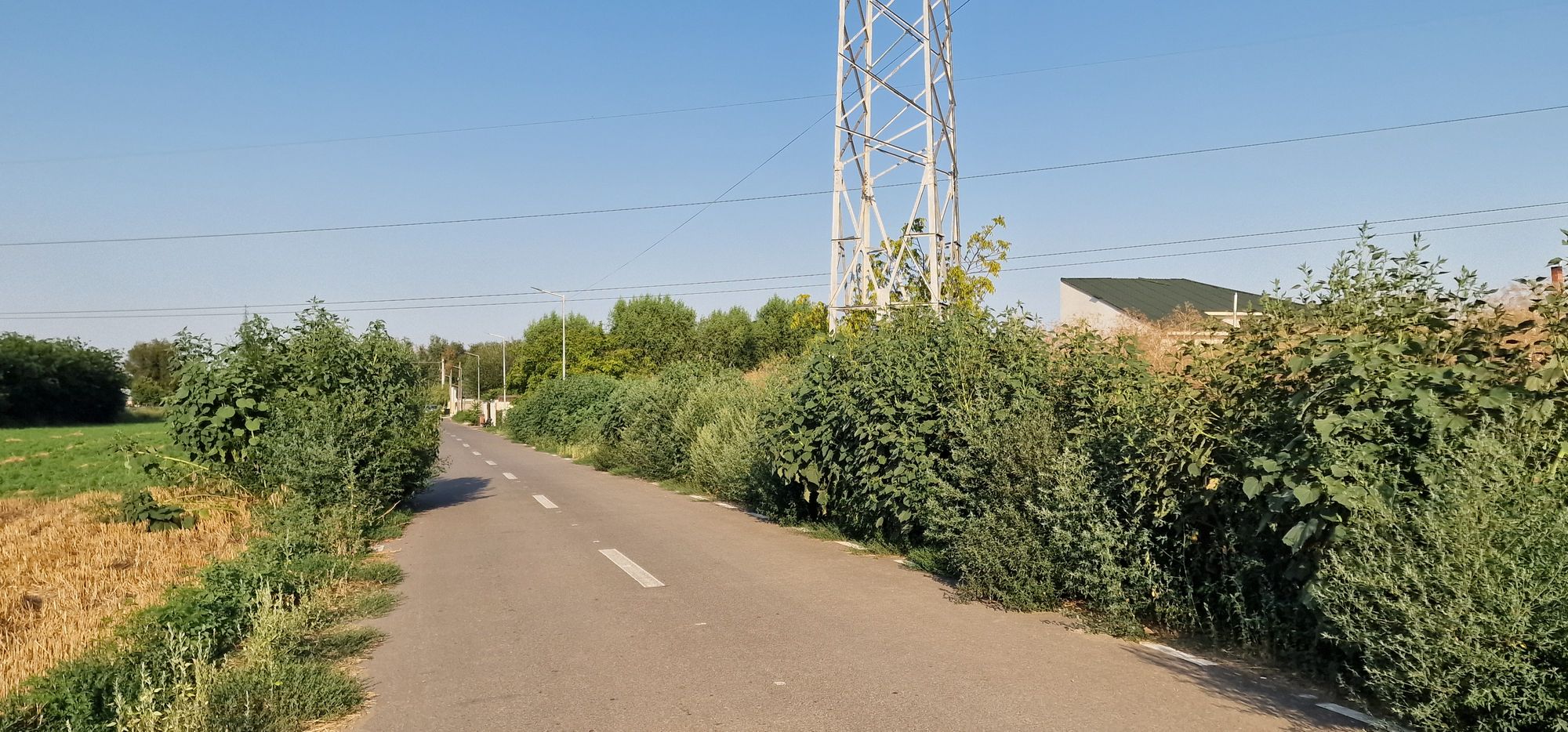 Ambrozie in Strada Cimbrișorului 16, Cazasu, Comuna Cazasu, Județul Brăila
