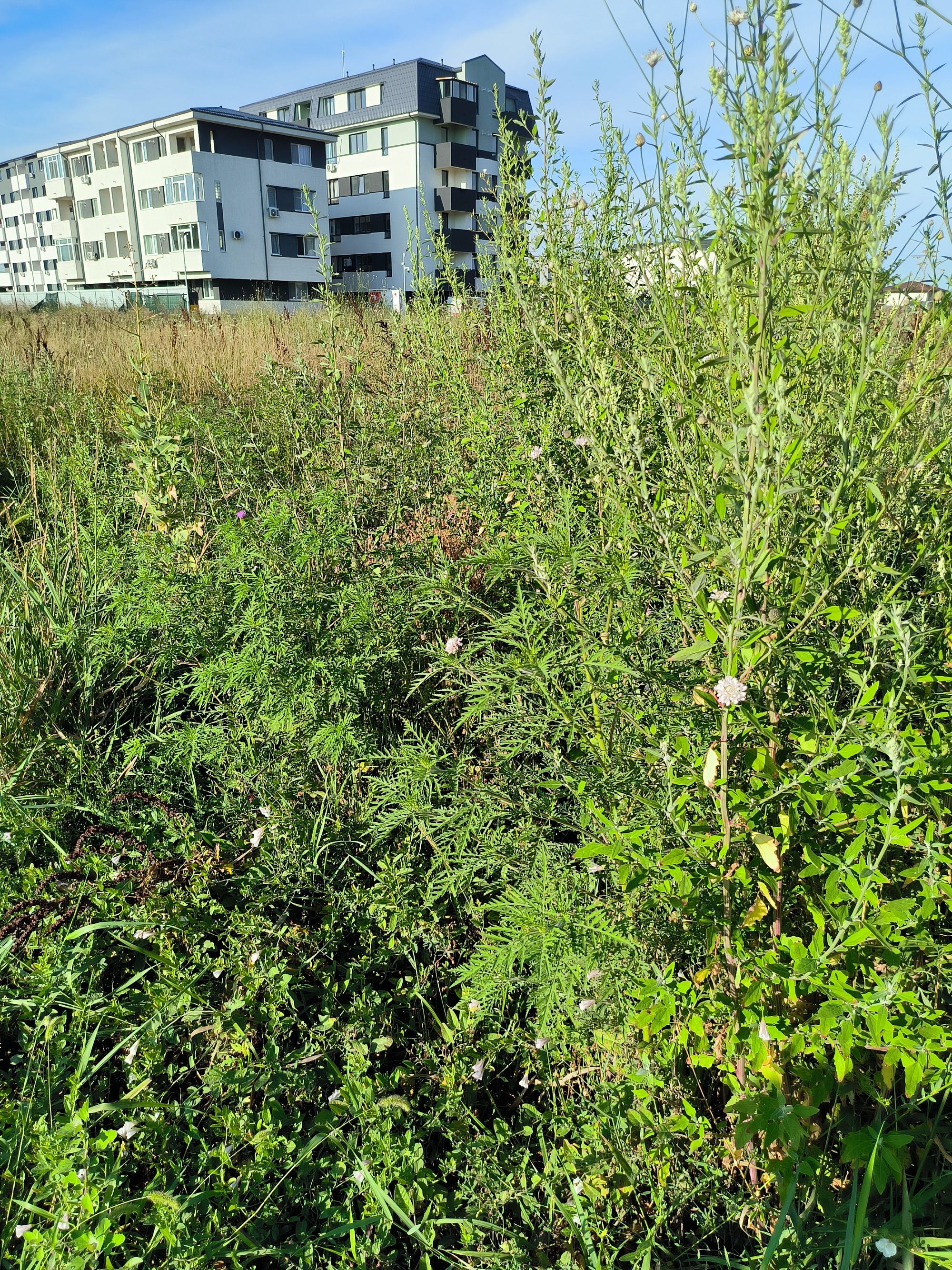 Ambrozie in Strada Tineretului 97, Chiajna, Comuna Chiajna, Județul Ilfov - IMG_20230727_184323.jpg