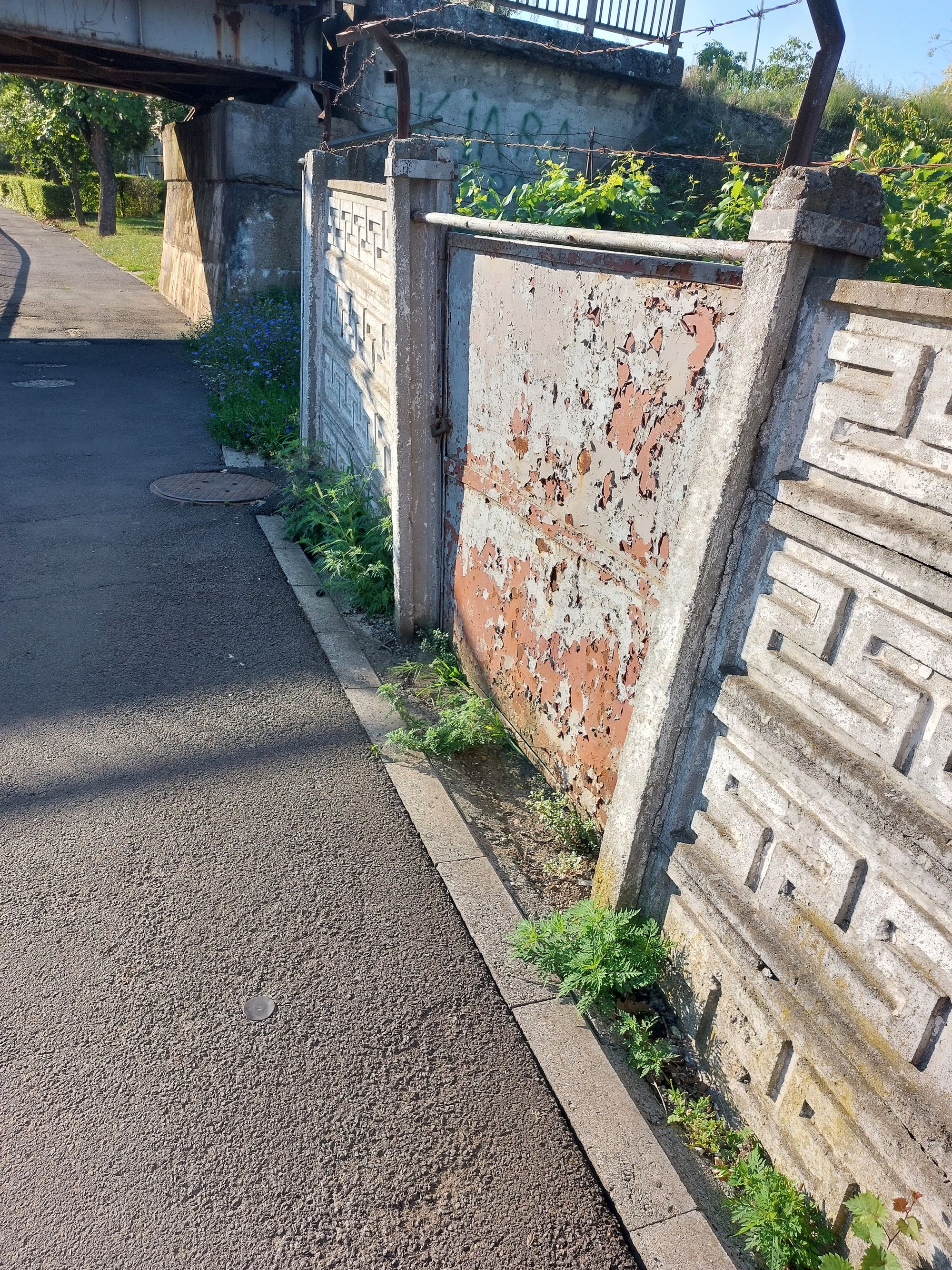 Ambrozie in Bulevardul Octavian Goga 10, Satu Mare, Municipiu Satu Mare, Județul Satu Mare - 1000044257.jpg