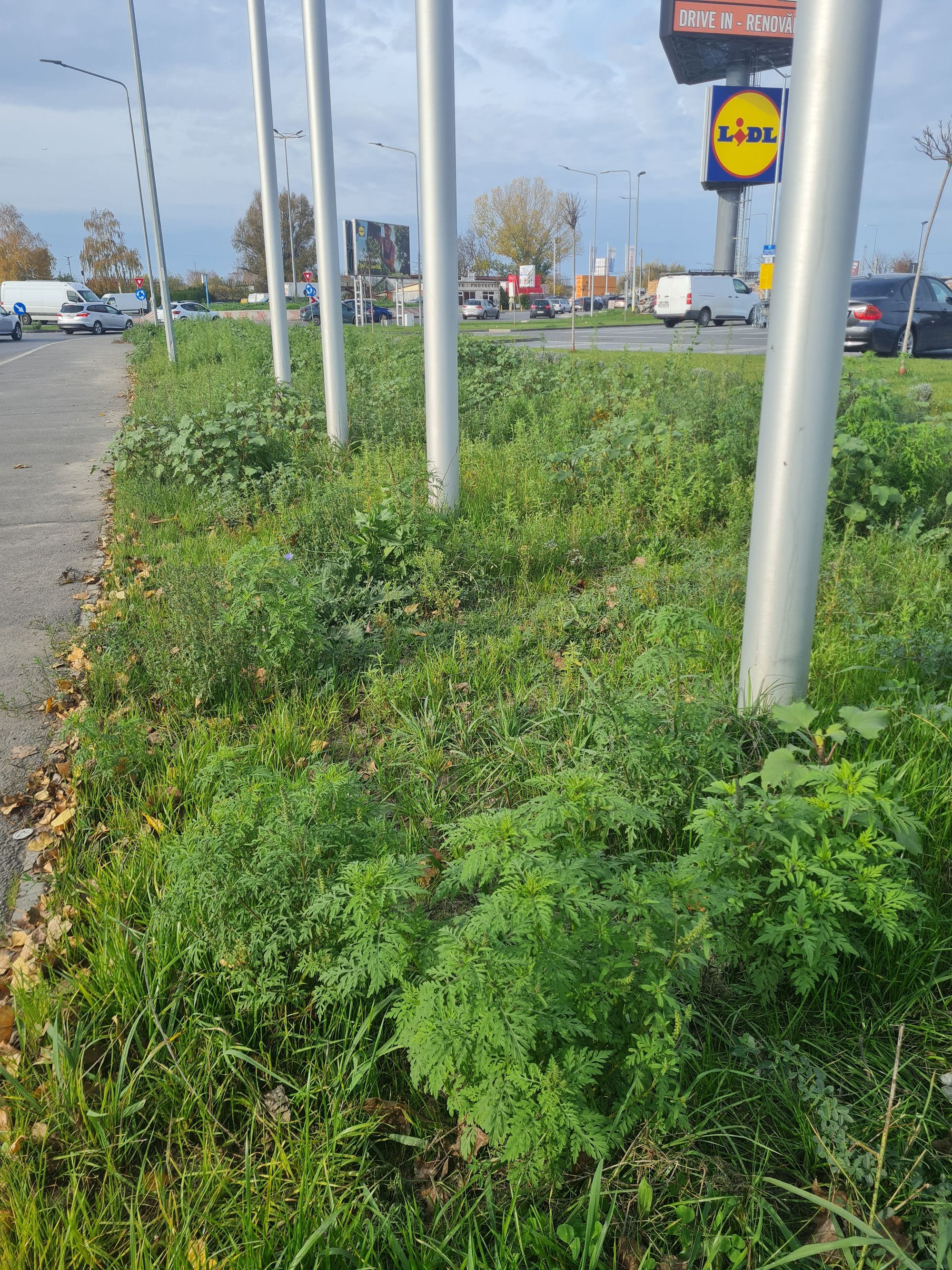 Ambrozie in Constanța, Municipiul Constanța, Județul Constanța