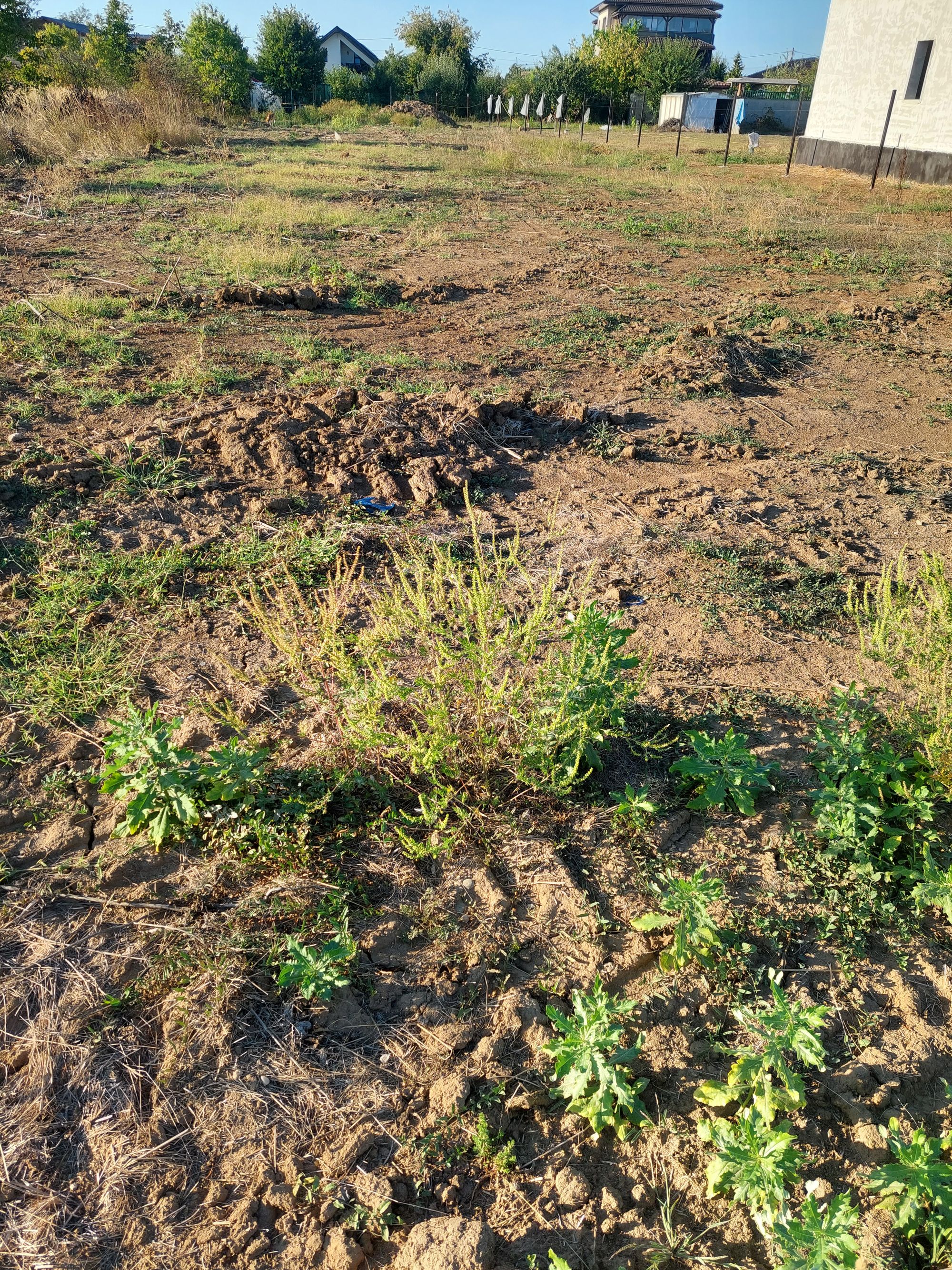 Ambrozie in Strada Vaslui 53, Ghermănești, Comuna Snagov, Județul Ilfov