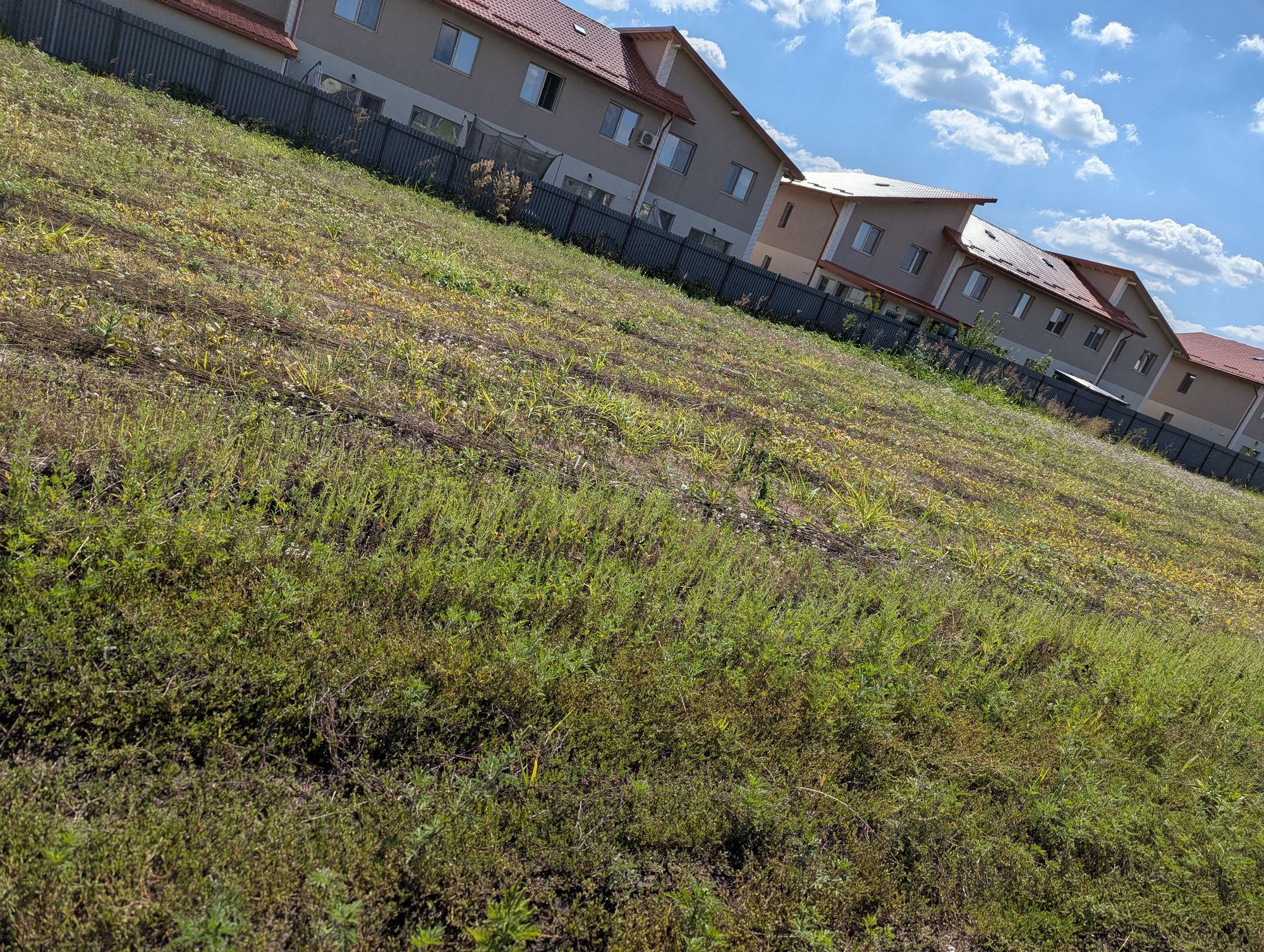 Ambrozie in Strada Anastasie Panu 8, Valea Lupului, Municipiu Iași, Județul Iași
