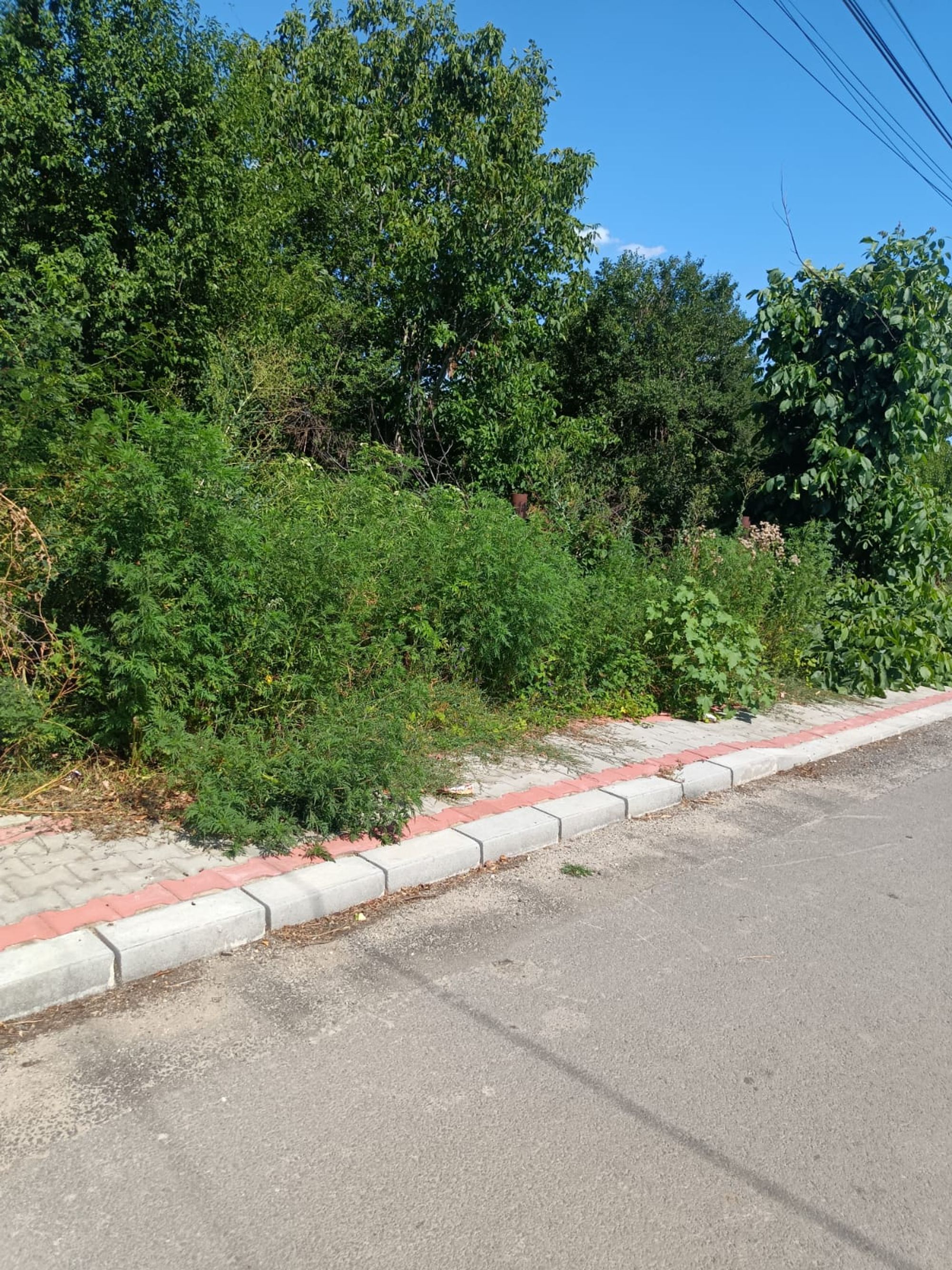 Ambrozie in Strada Primăverii 25, Bolintin-Deal, Comună Bolintin-deal, Județul Giurgiu