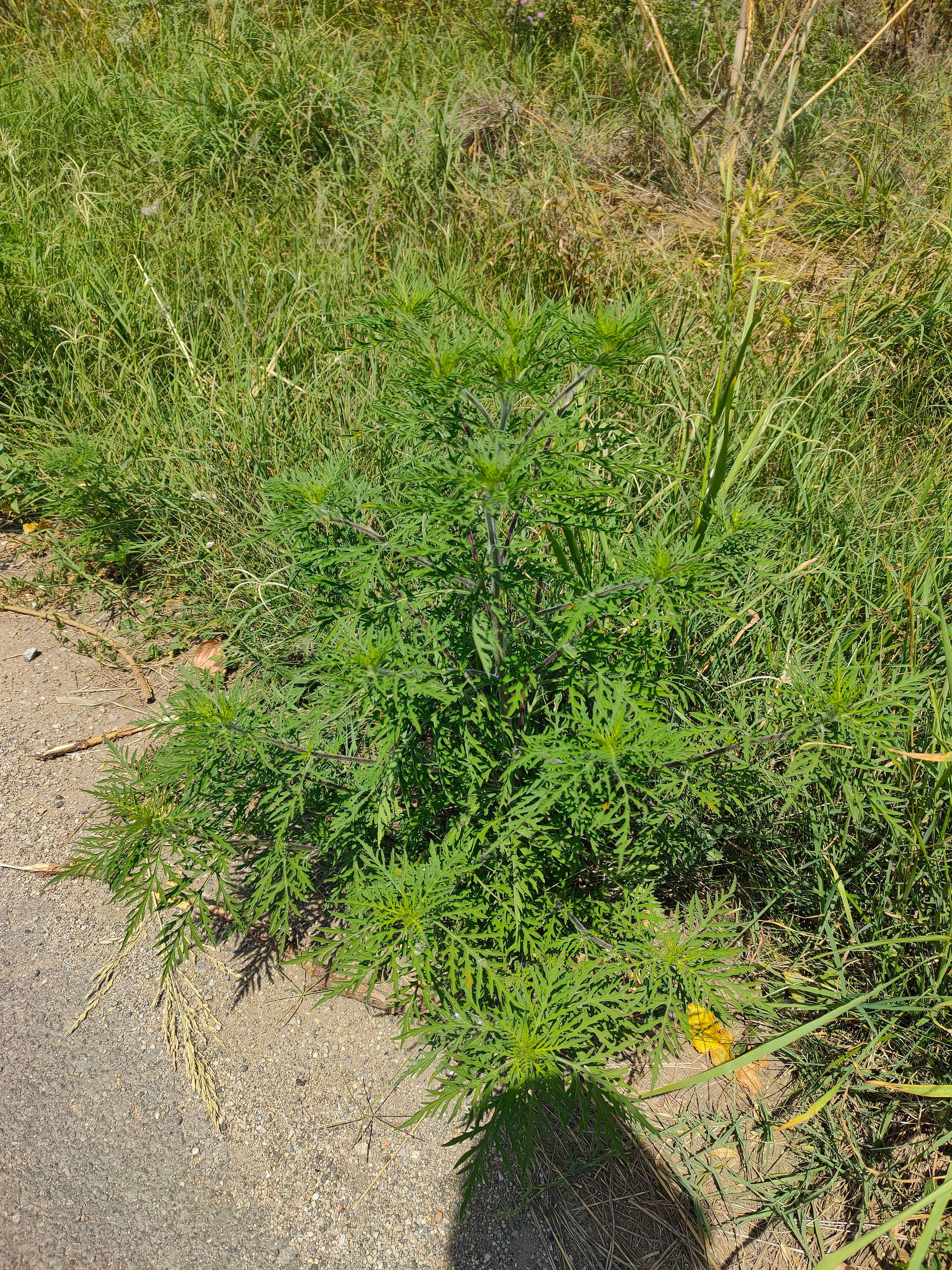 Ambrozie in Clinceni, Ilfov County - IMG20230720135732.jpg