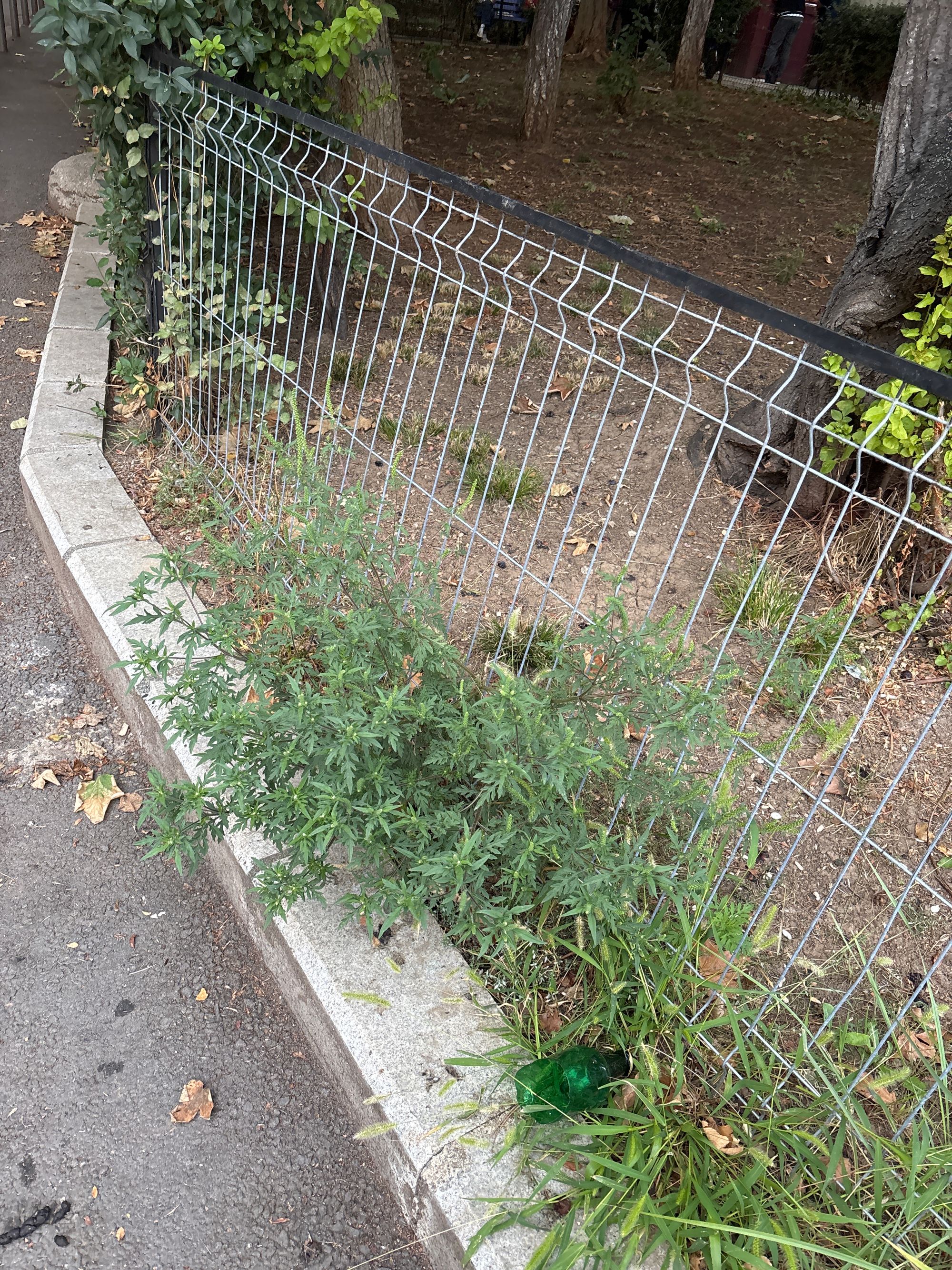 Ambrozie in Strada Reșița 21, București, Municipiul București