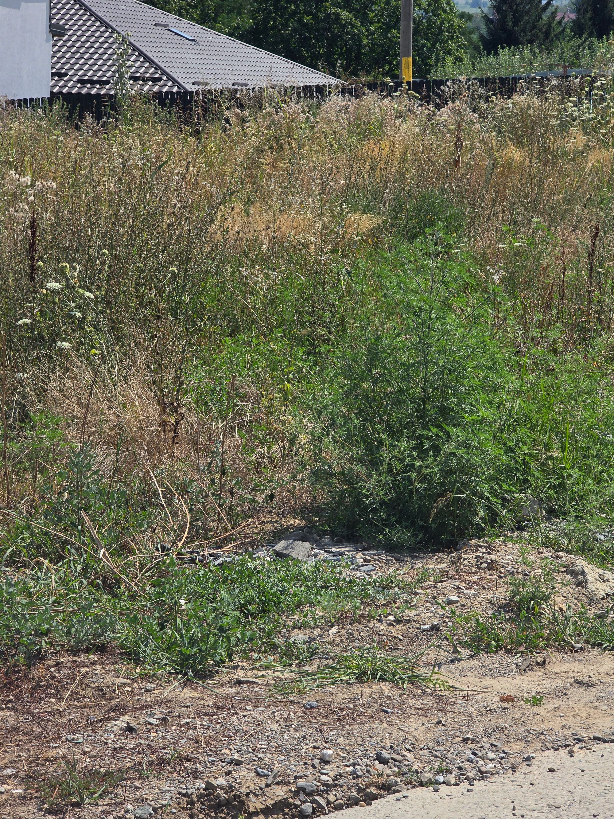 Ambrozie in Strada Castelul Grecilor 48, Vișan, Comuna Bârnova, Județul Iași - 20260805_141142.jpg