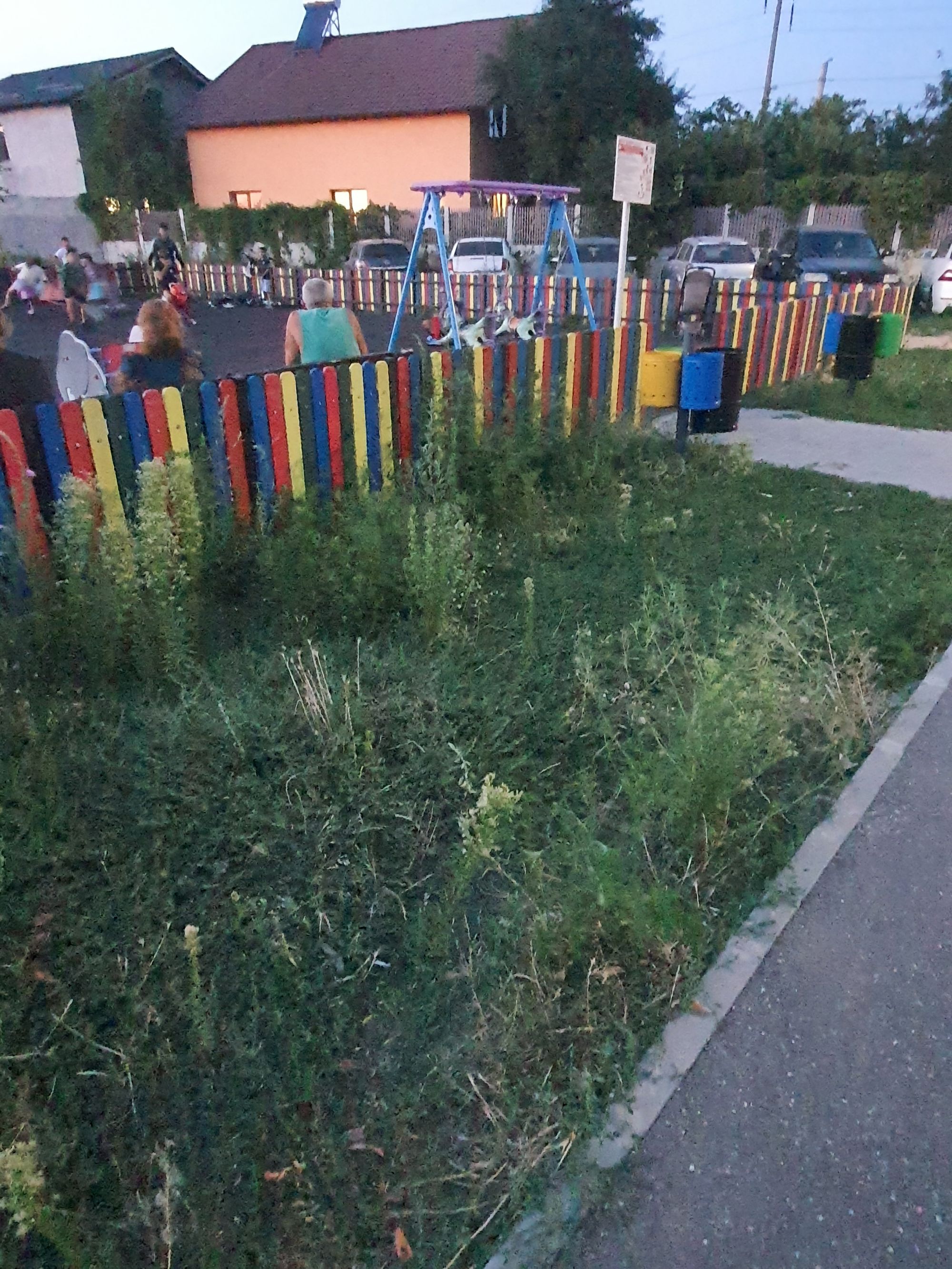 Ambrozie in Craiova, Municipiu Craiova, Județul Dolj - 20260817_205026.jpg