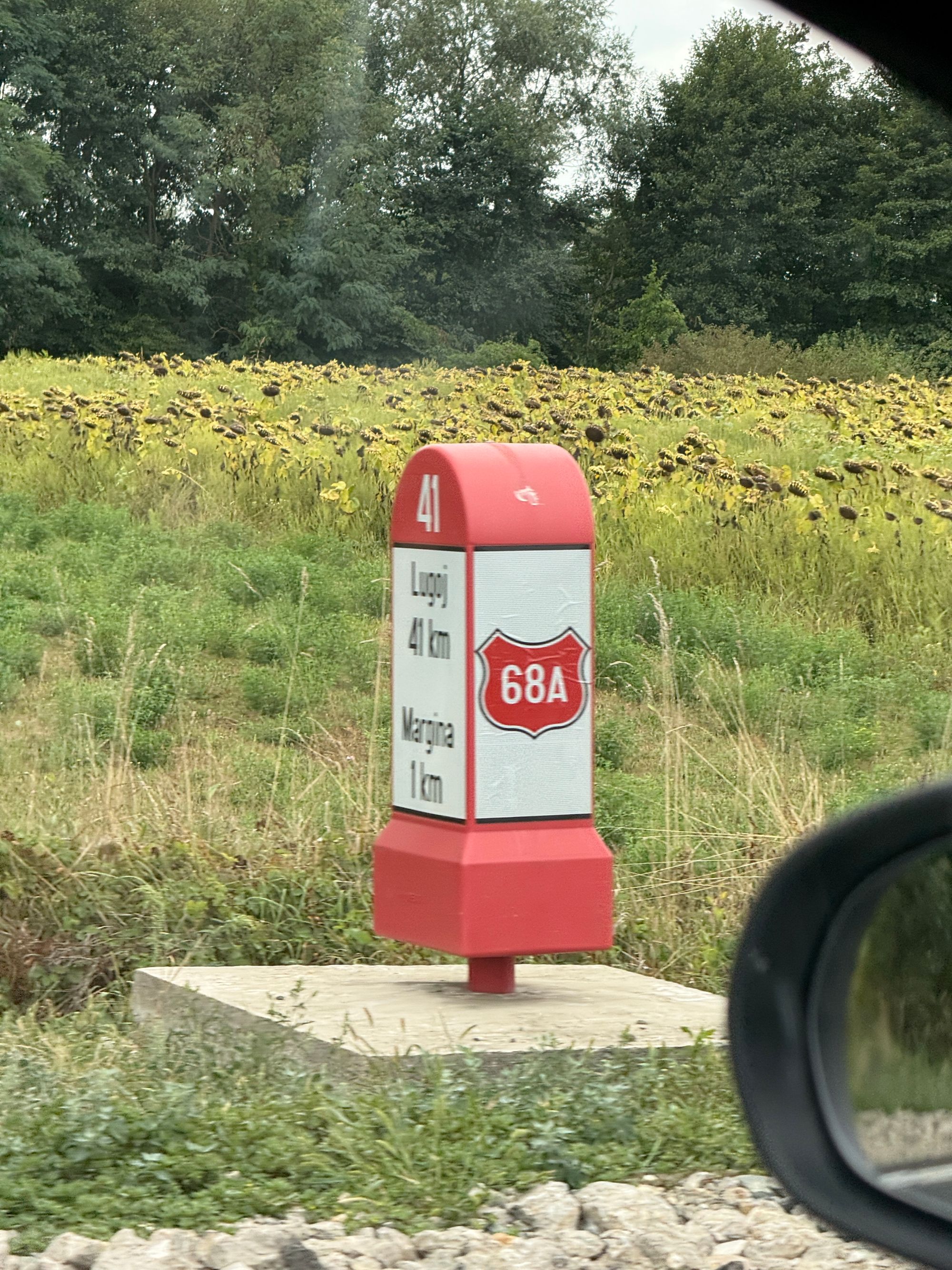 Ambrozie in Margina, Comuna Margina, Județul Timiș - IMG_3679.JPG