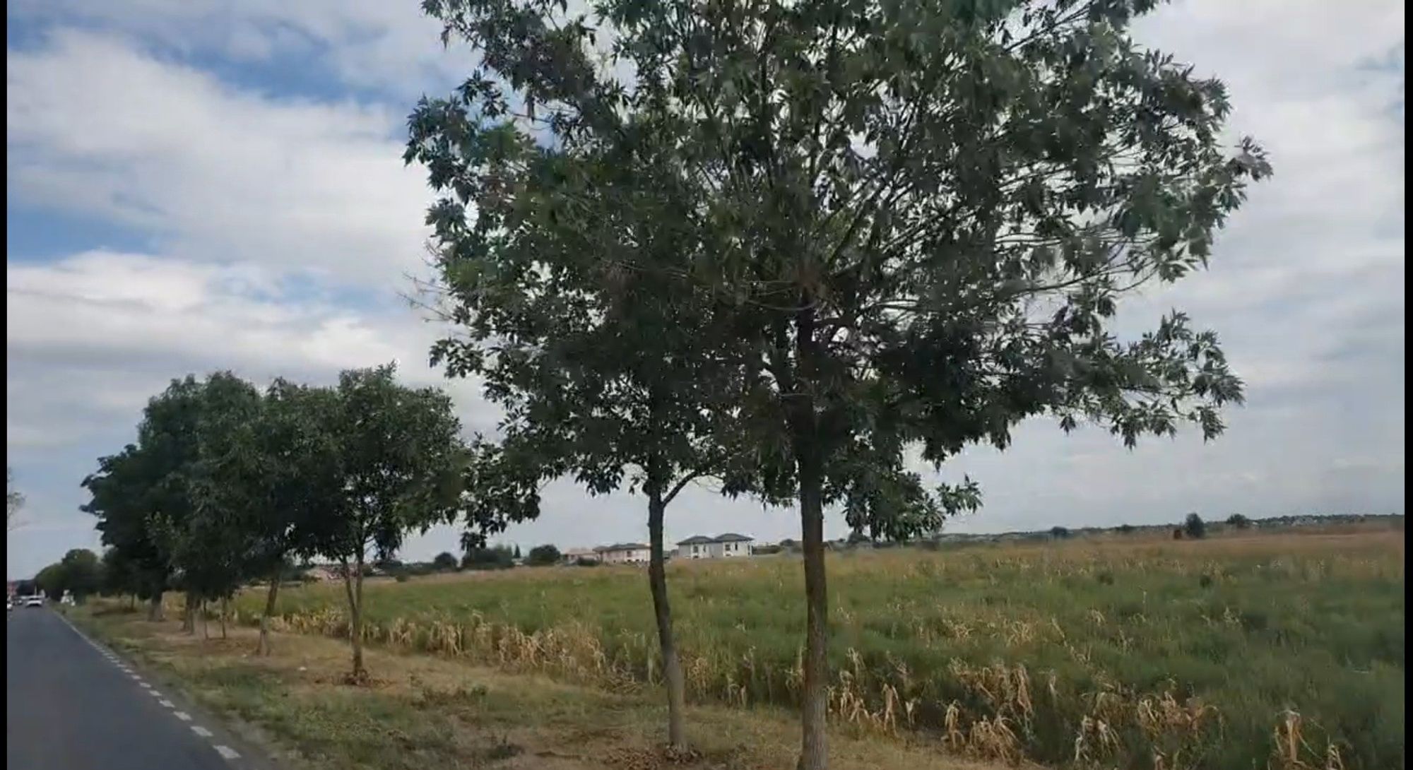 Ambrozie in Tamași, Comuna Corbeanca, Județul Ilfov - 539349938_25056919080572001_4103494781042534893_n.jpg