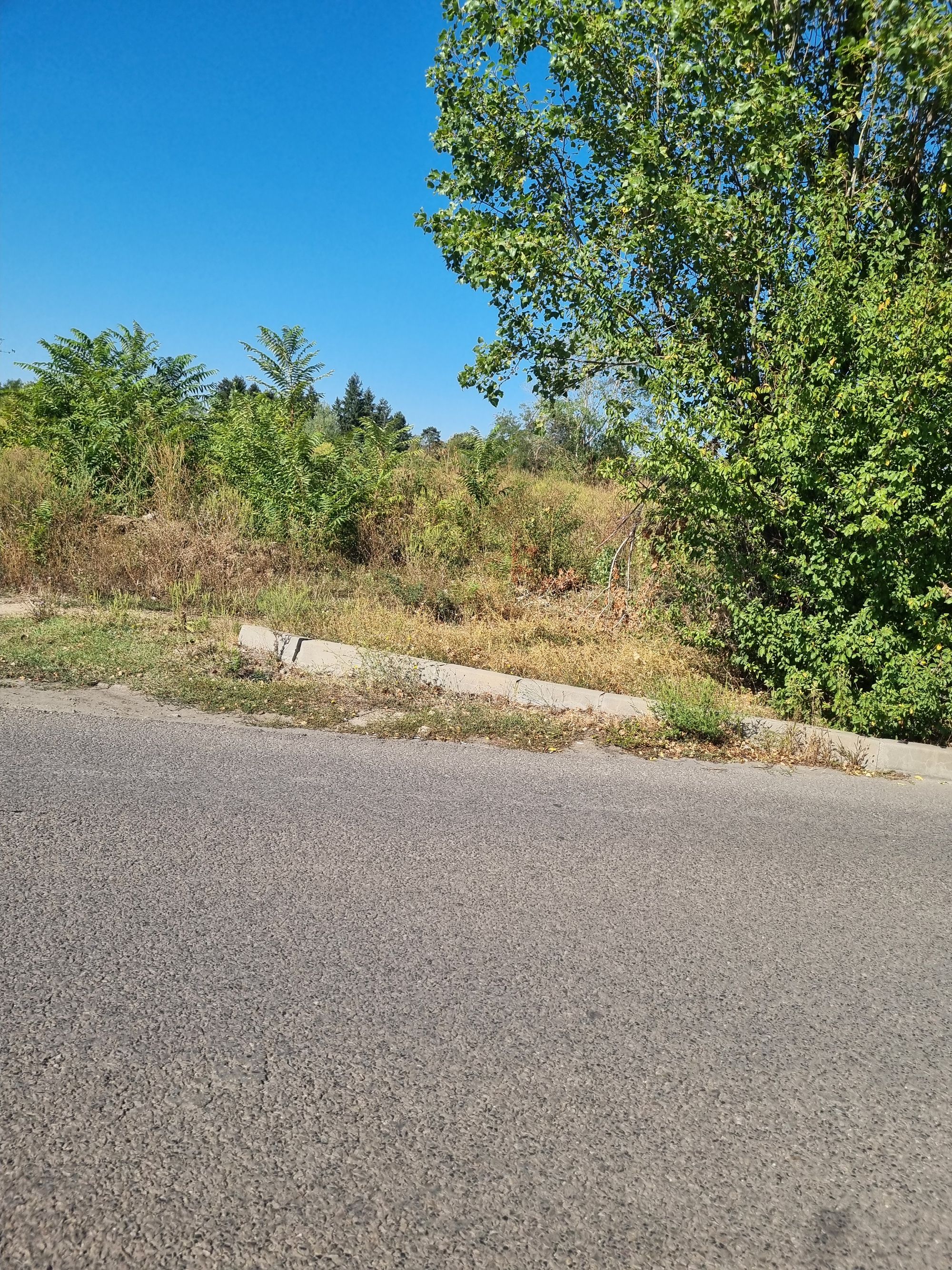 Ambrozie in Bulevardul Agronomiei 7-15, București, Municipiul București - 20250921_104235.jpg