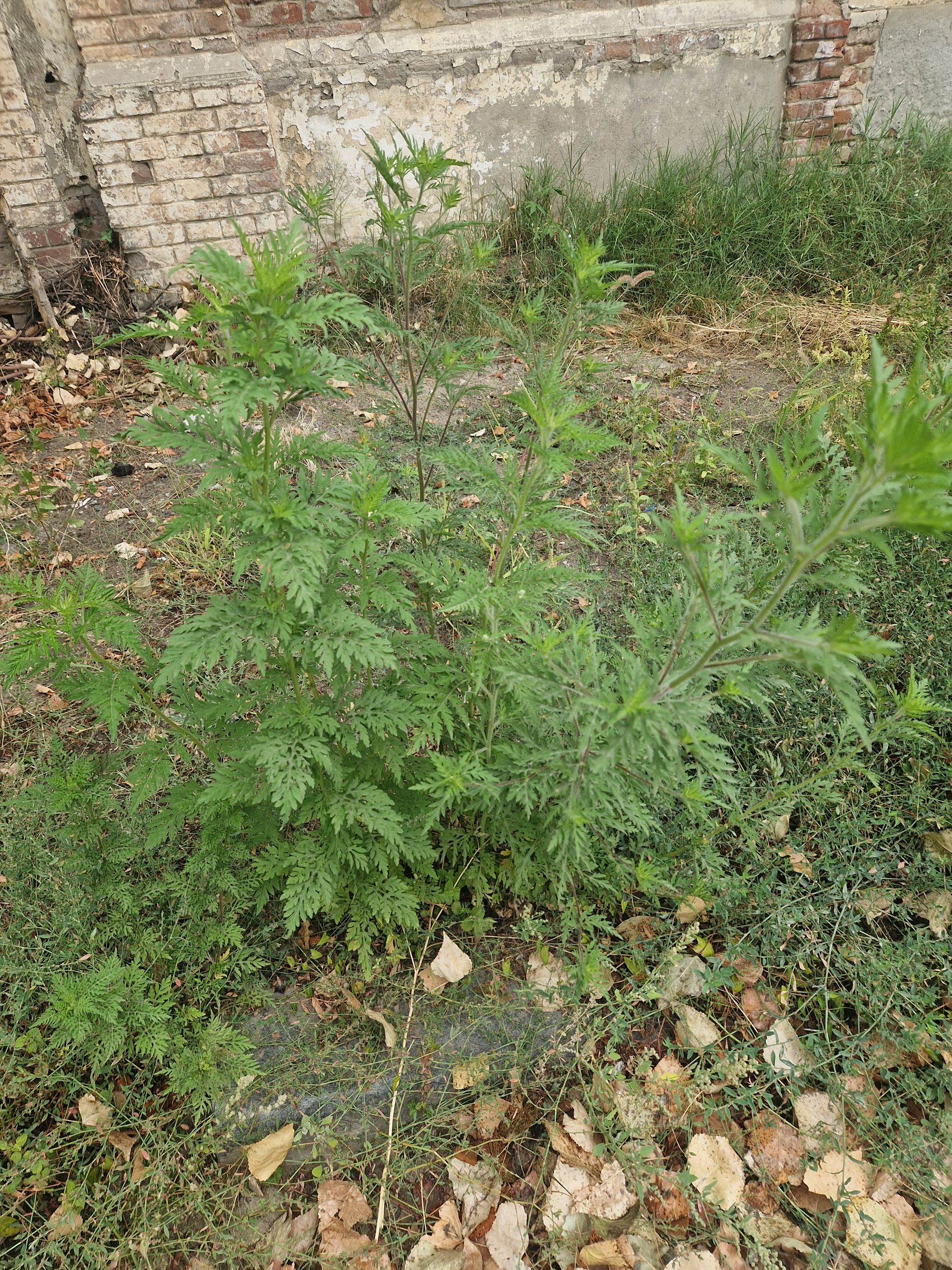 Ambrozie in Strada Mercur 49, Brăila, Municipiu Brăila, Județul Brăila - 20250820_075046.jpg