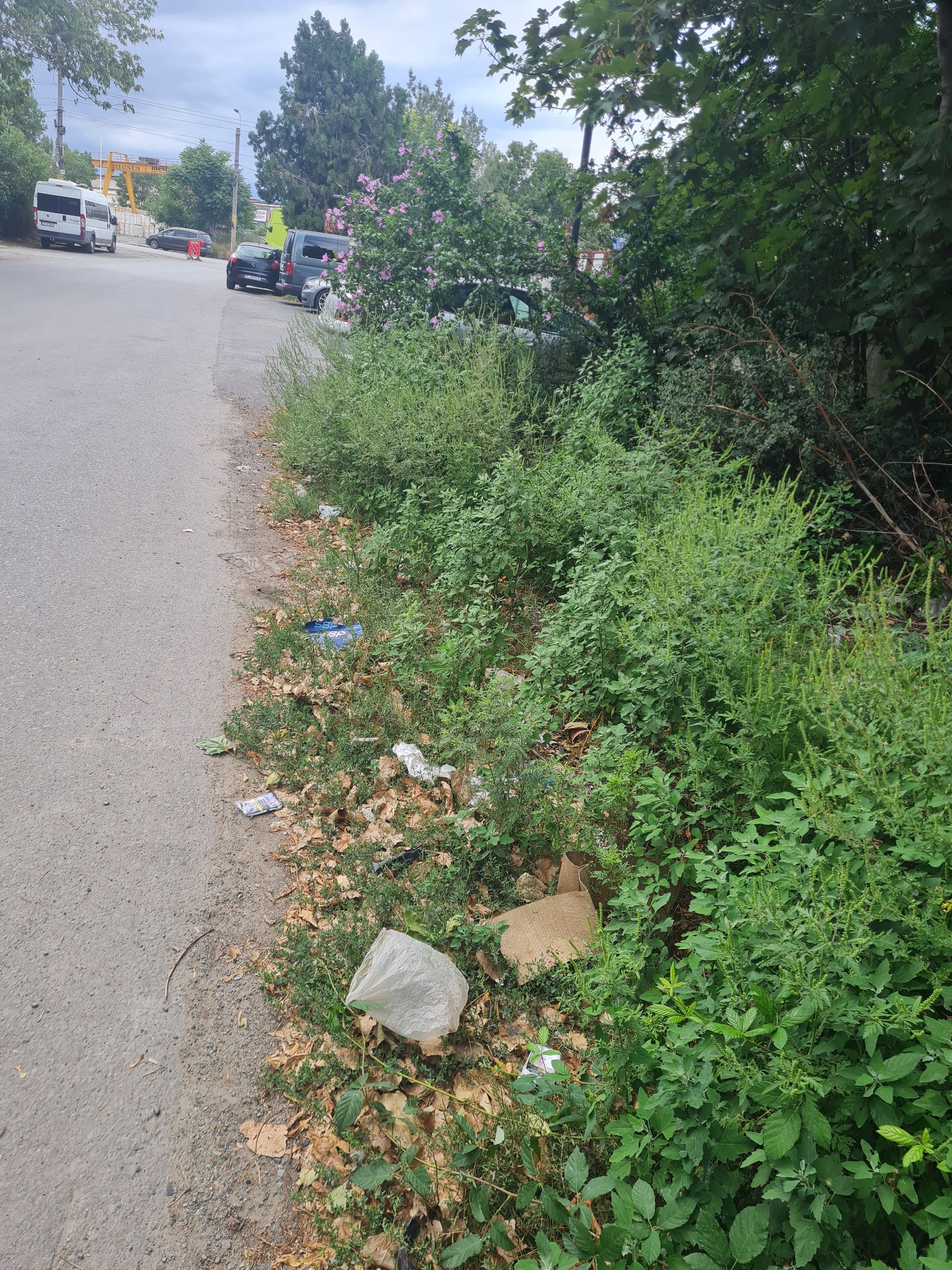 Ambrozie in Șoseaua Industrială 2, Constanța, Municipiul Constanța, Județul Constanța - 20250825_165448.jpg