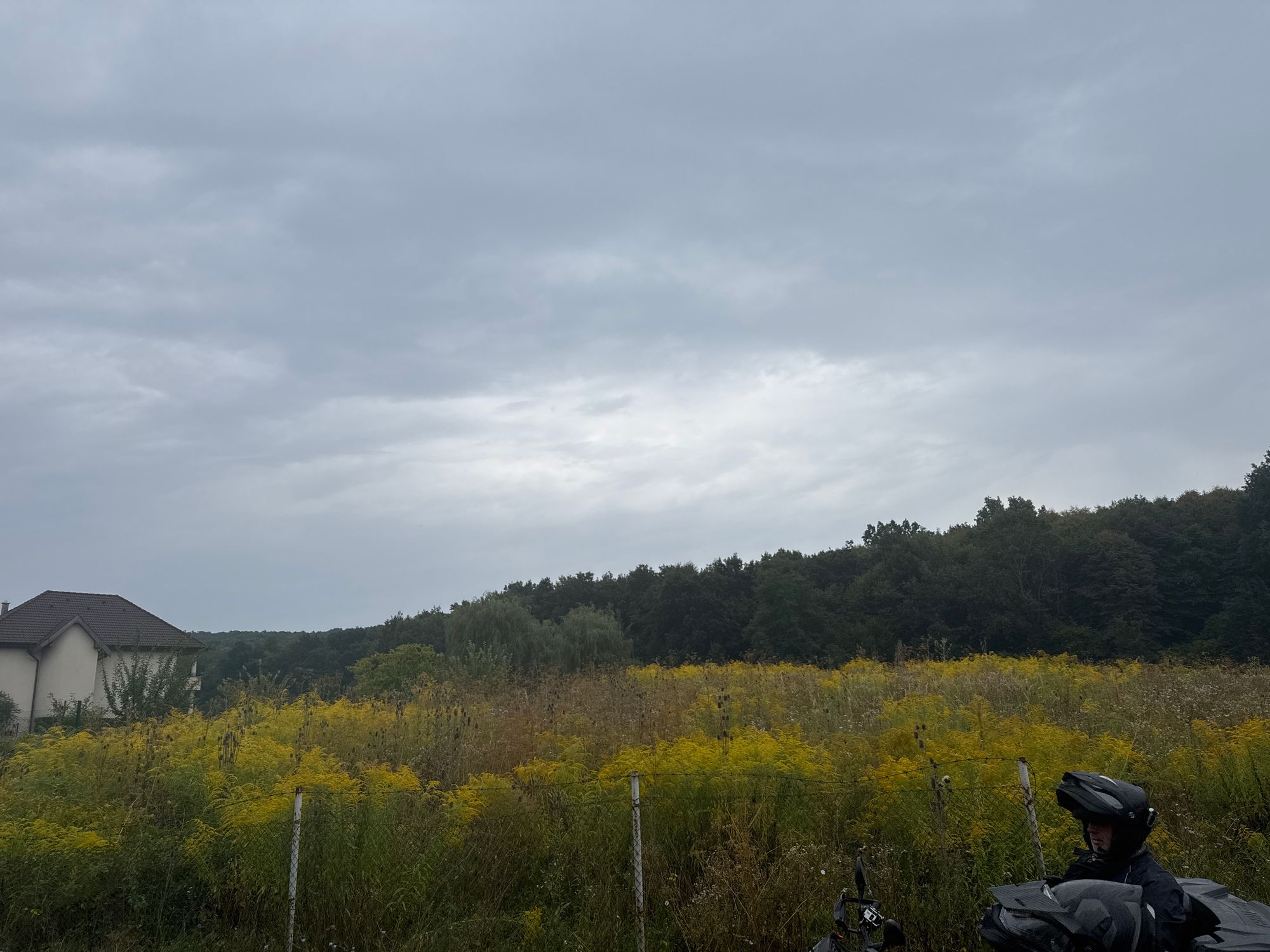 Ambrozie in Strada Lacurilor 62, Comuna Corunca, Județul Mureș - image.jpg