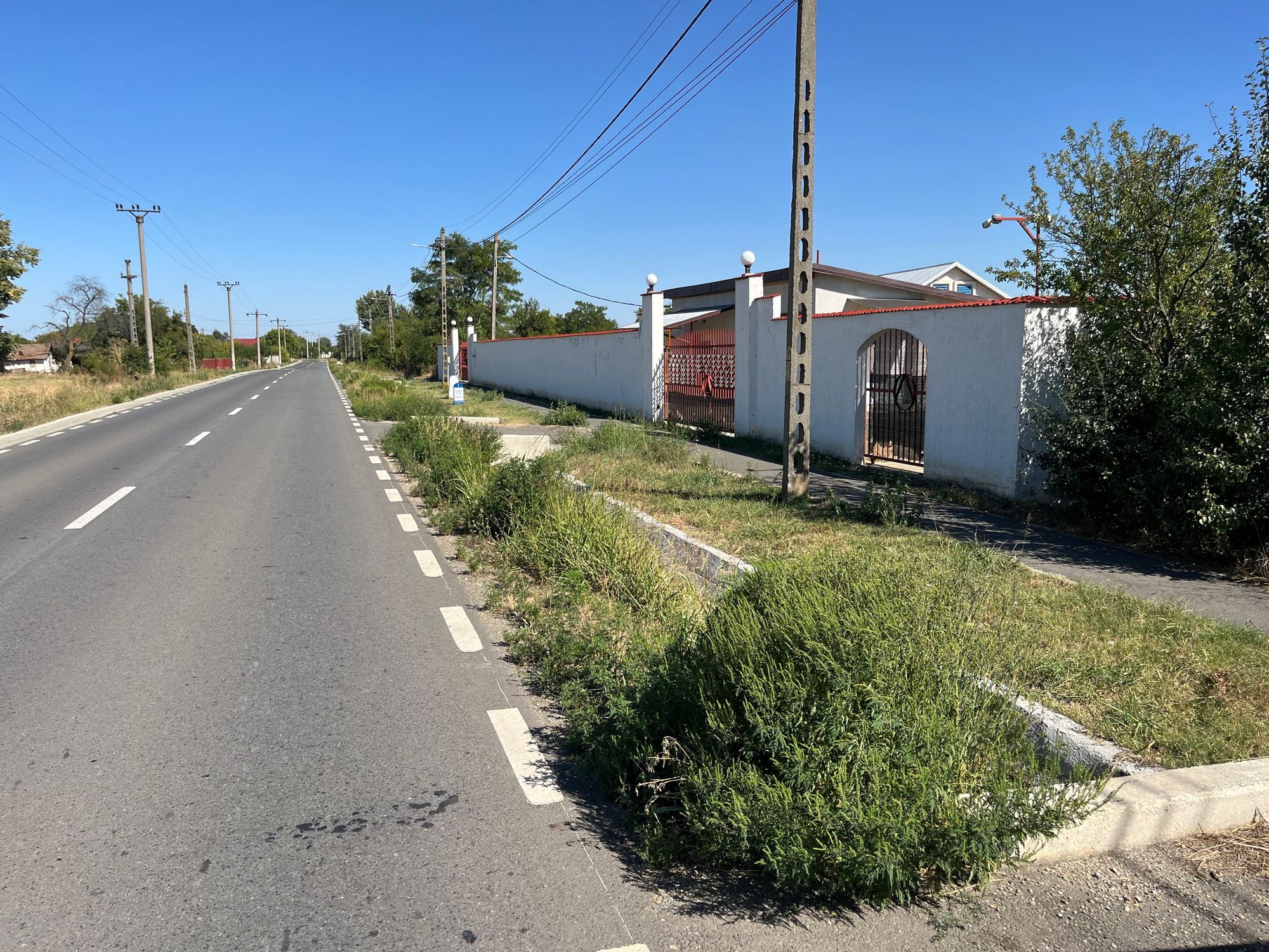 Ambrozie in DJ101B 115, Lucianca, Comuna Butimanu, Județul Dâmbovița - IMG_0535.jpeg