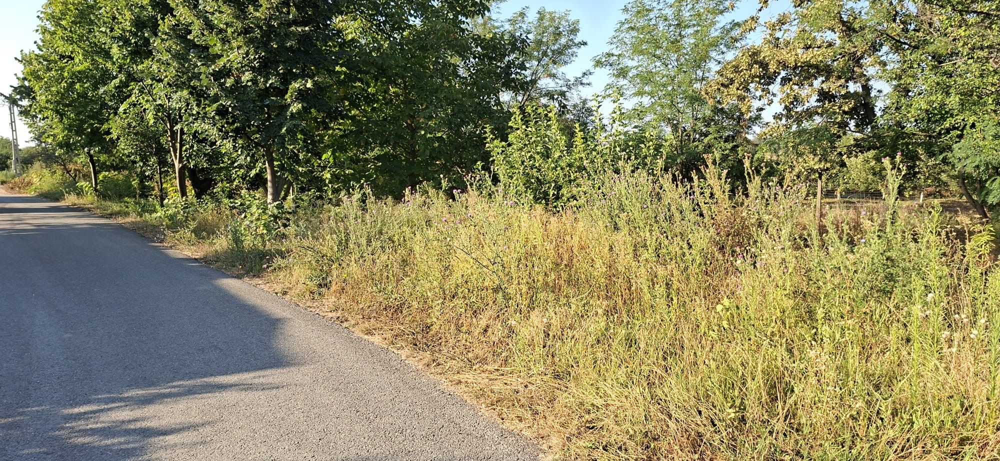 Ambrozie in DJ702D 383, Comuna Dragomirești, Județul Dâmbovița