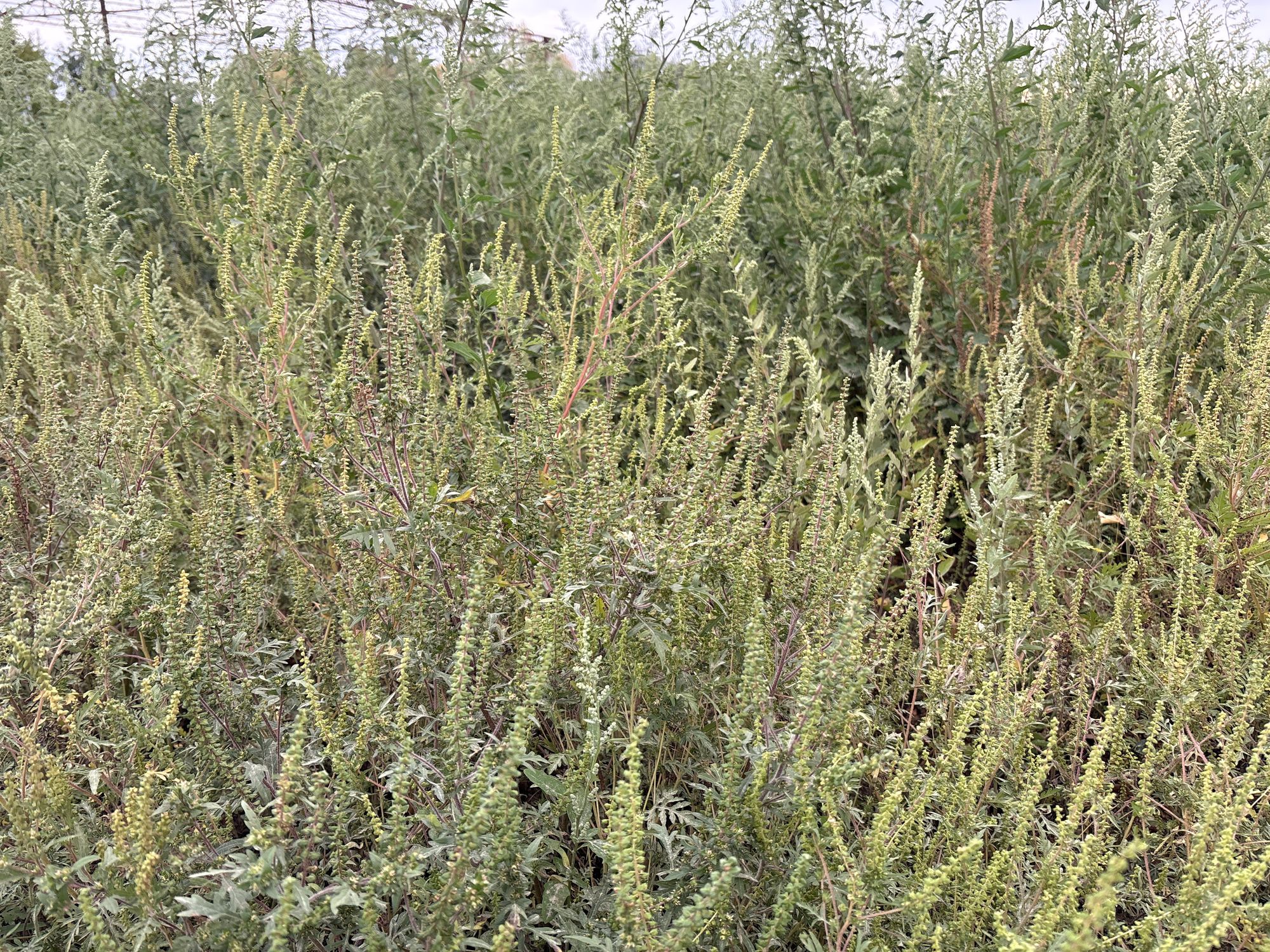 Ambrozie in DJ709C, Municipiu Arad, Județul Arad - image.jpg