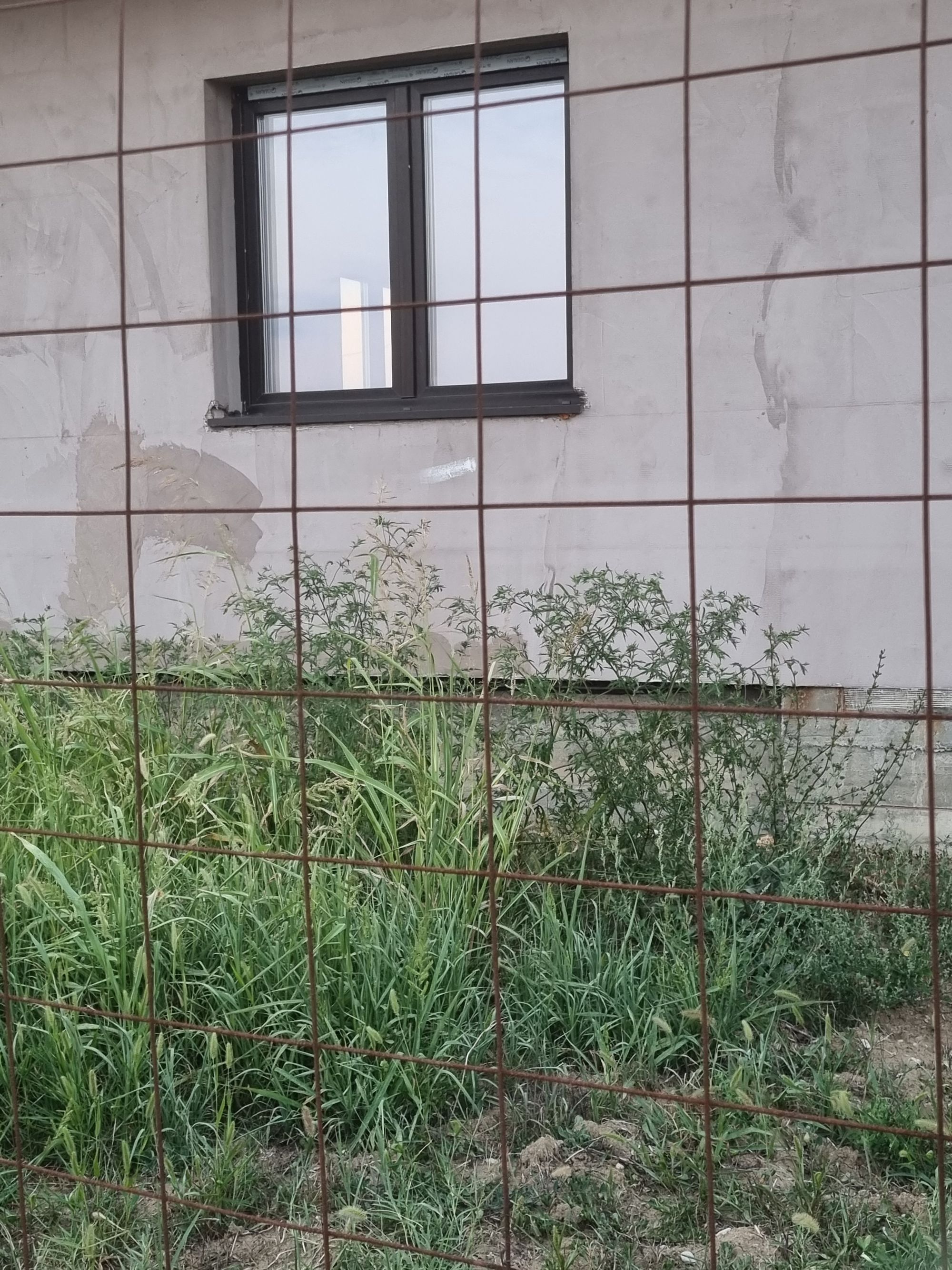 Ambrozie in Str. Miron Cristea 20, Ciorogârla, Comuna Ciorogârla, Județul Ilfov - 16921193755626830541311062080907.jpg