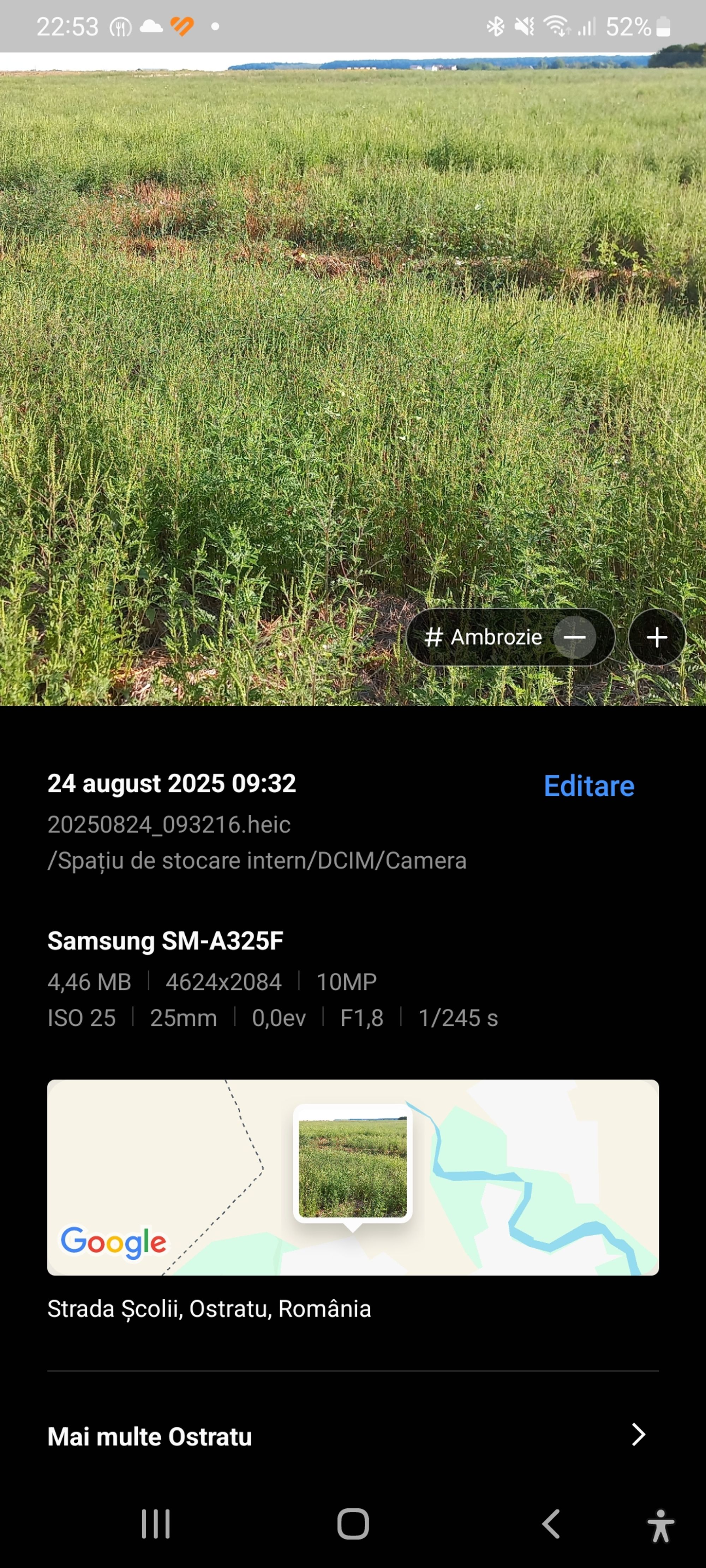 Ambrozie in Corbeanca, Comuna Corbeanca, Județul Ilfov - Screenshot_20250905_225307_Gallery.jpg