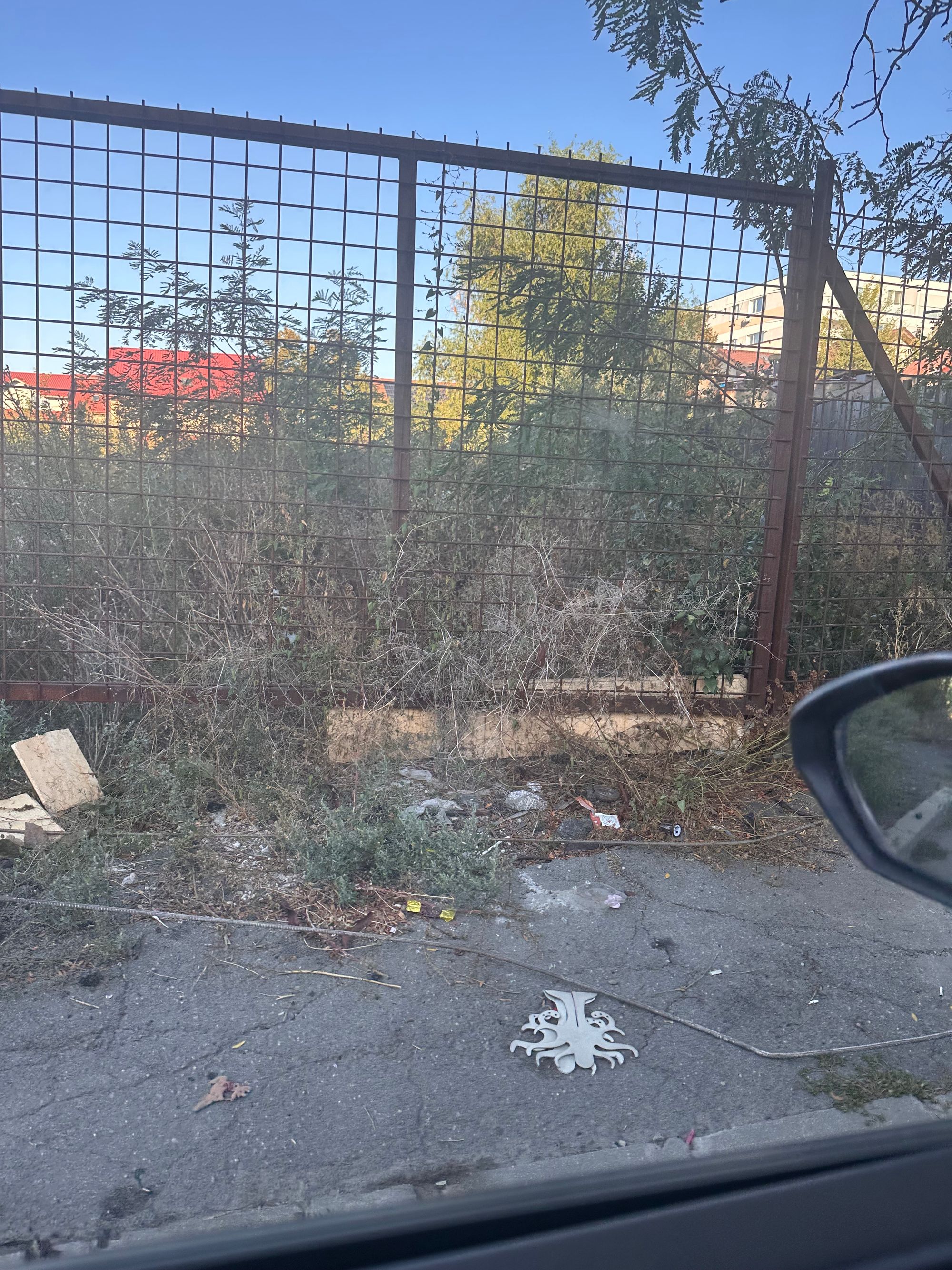 Ambrozie in Strada Poiana Verde 18, București, Municipiul București