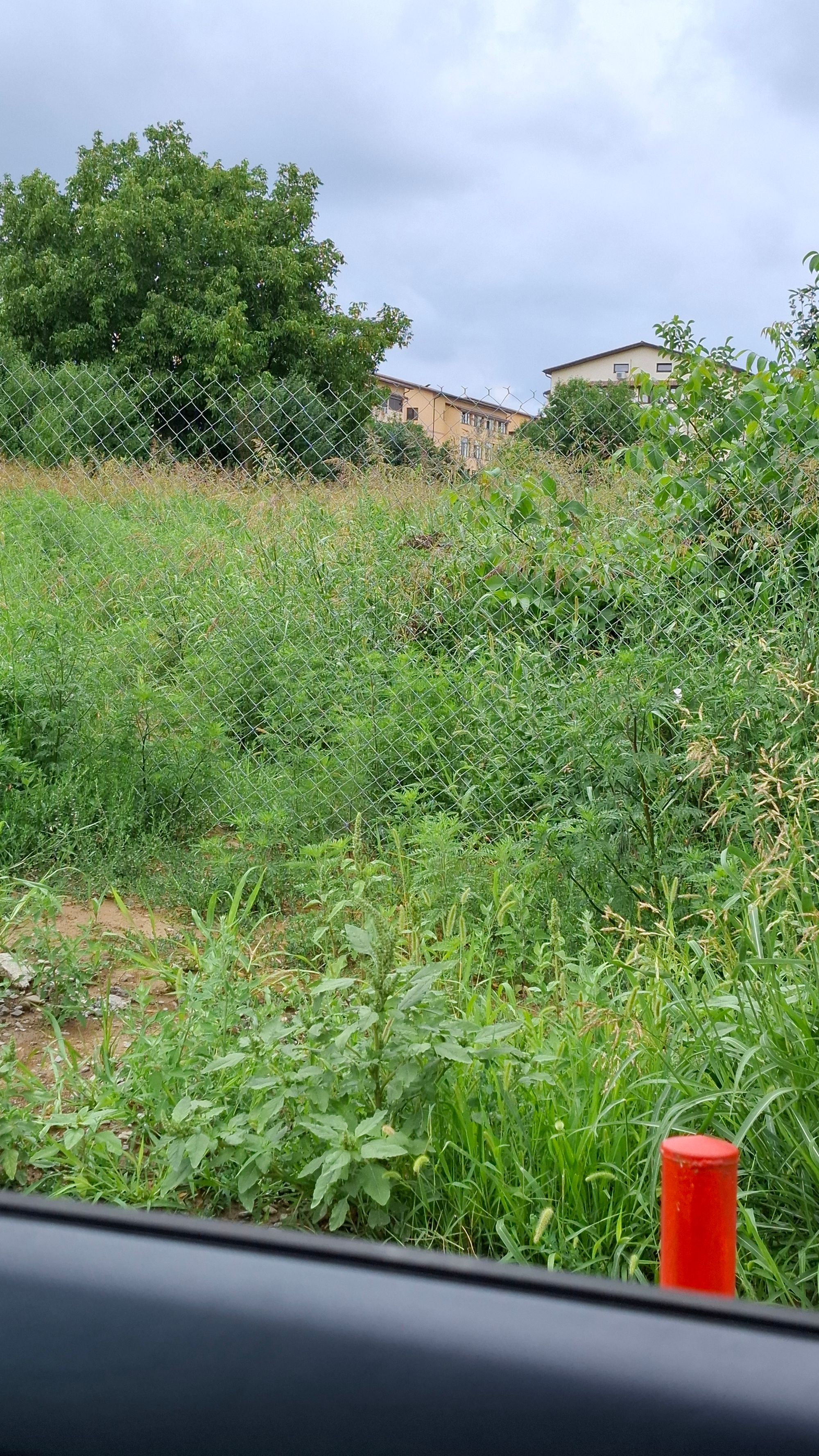 Ambrozie in Strada Costea Vodă 76, Valea Adâncă, Comuna Miroslava, Județul Iași
