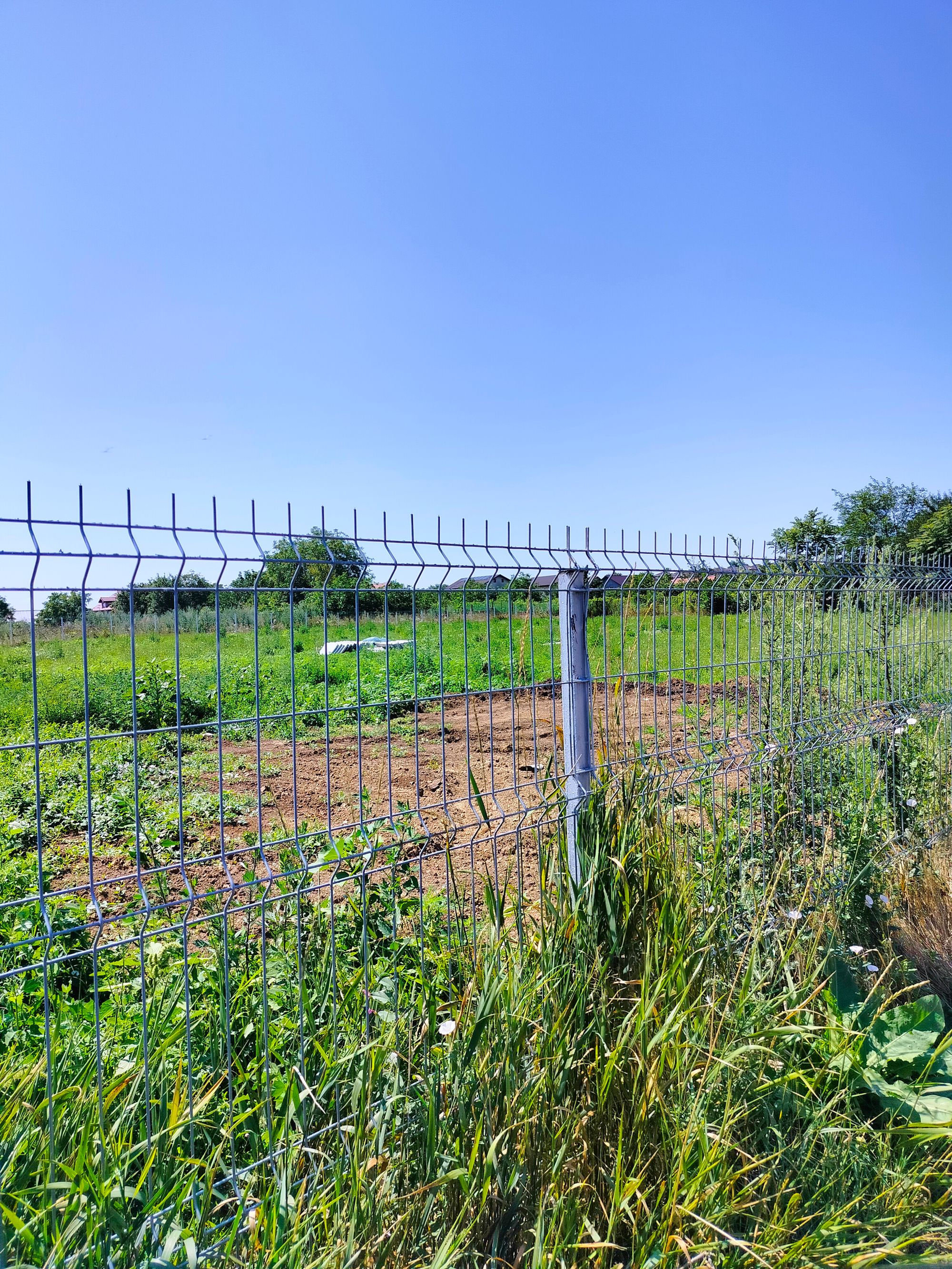 Ambrozie in Str. Valea Miroslavei 5a, Miroslava, Comuna Miroslava, Județul Iași - 1000011250.jpg