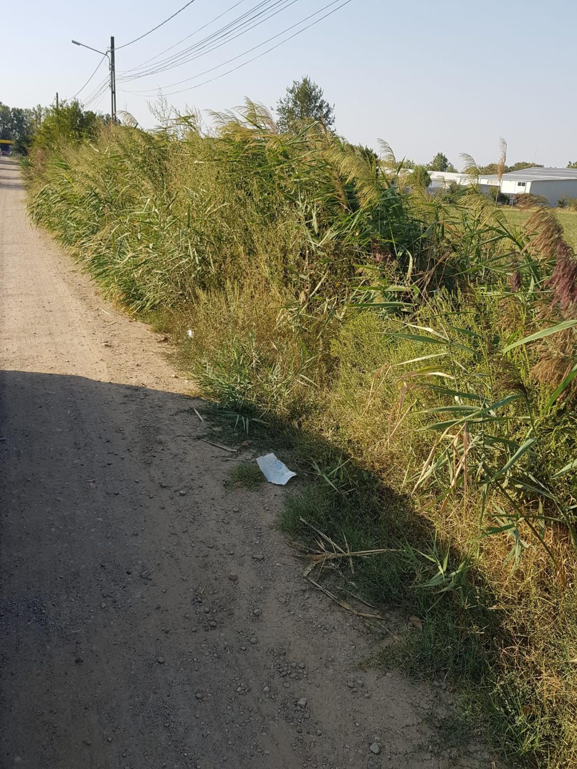 Ambrozie in Vărsătura, Comuna Chișcani, Județul Brăila - 2.jfif