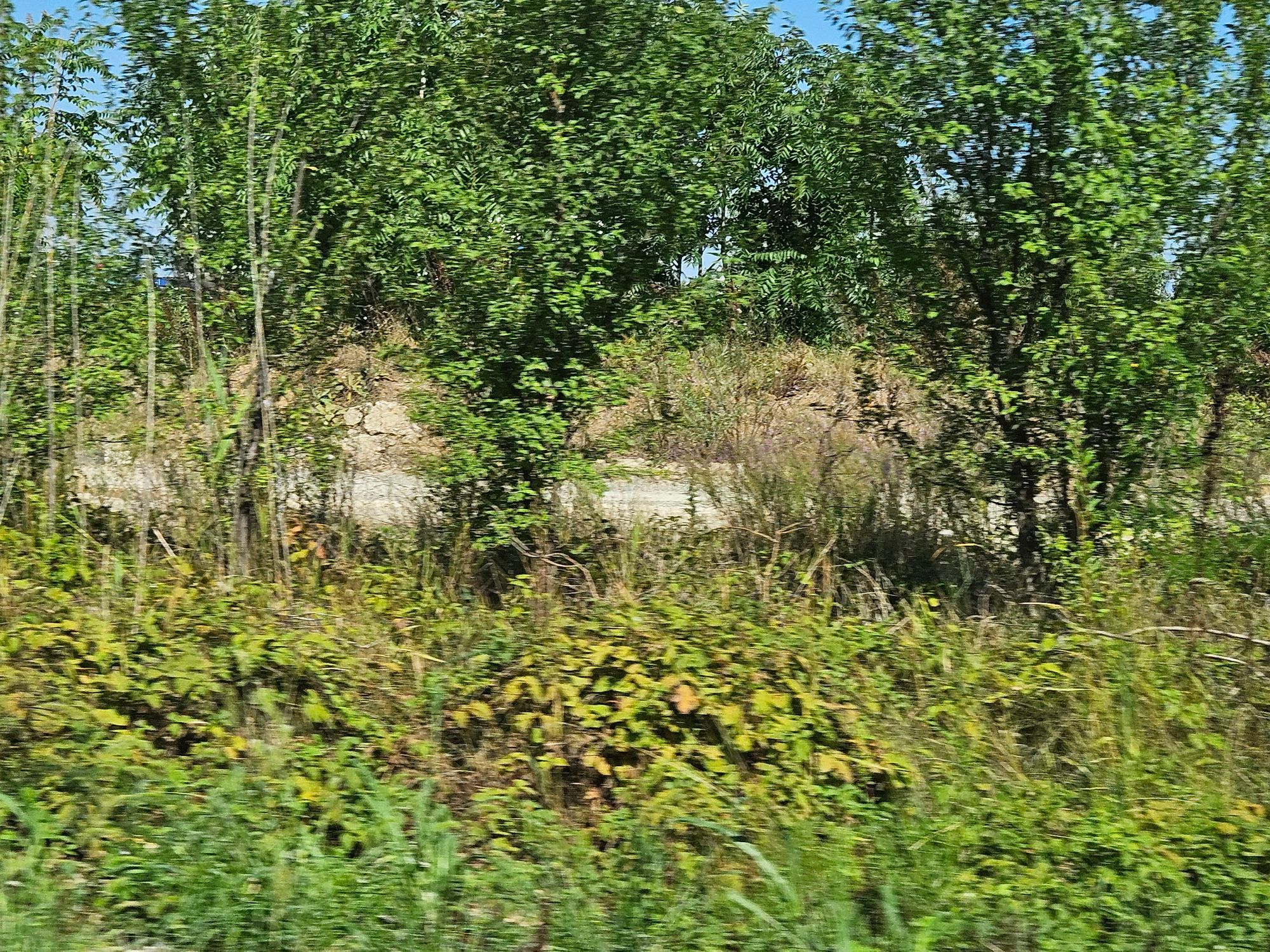 Ambrozie in Voluntari, Oraş Voluntari, Județul Ilfov - inbound5800164840713849452.jpg