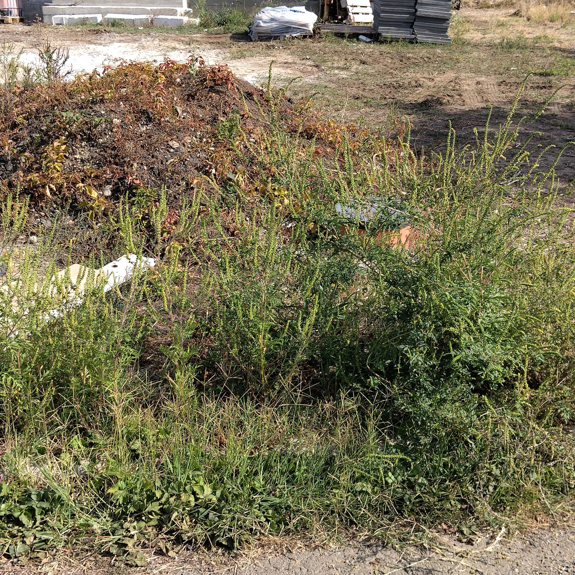 Ambrozie marcată de Vujde Roxana în Strada Varadiei 2, Arad, Municipiu Arad, Județul Arad