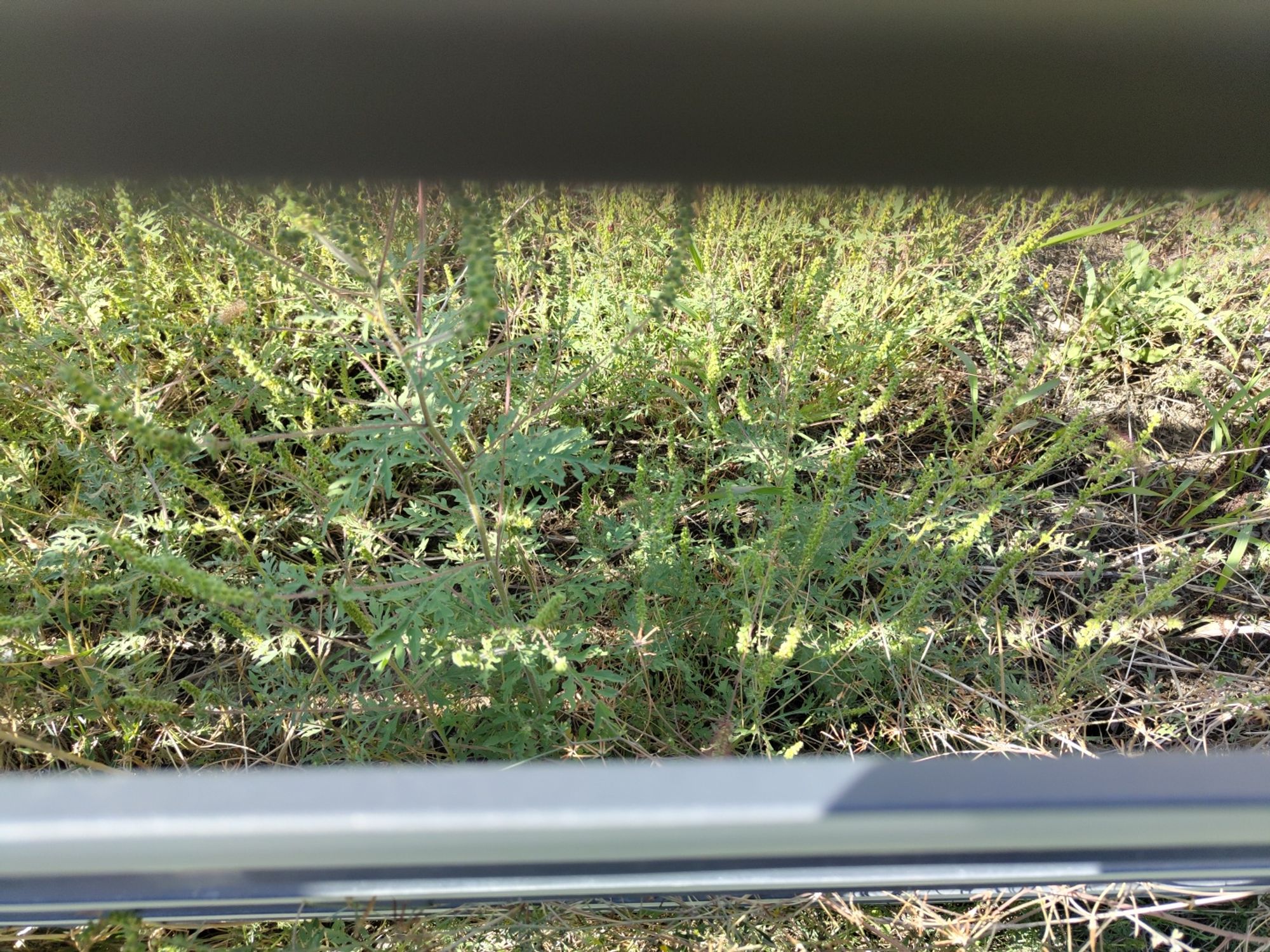 Ambrozie in Str. Ankara 20, Tamași, Comuna Corbeanca, Județul Ilfov - 1725698333087.jpg