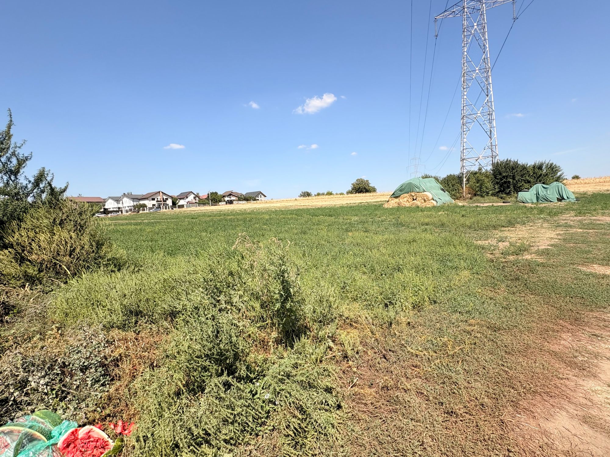 Ambrozie in Strada Dobreni 17k, Berceni, Comuna Berceni, Județul Ilfov - IMG_8968.jpeg