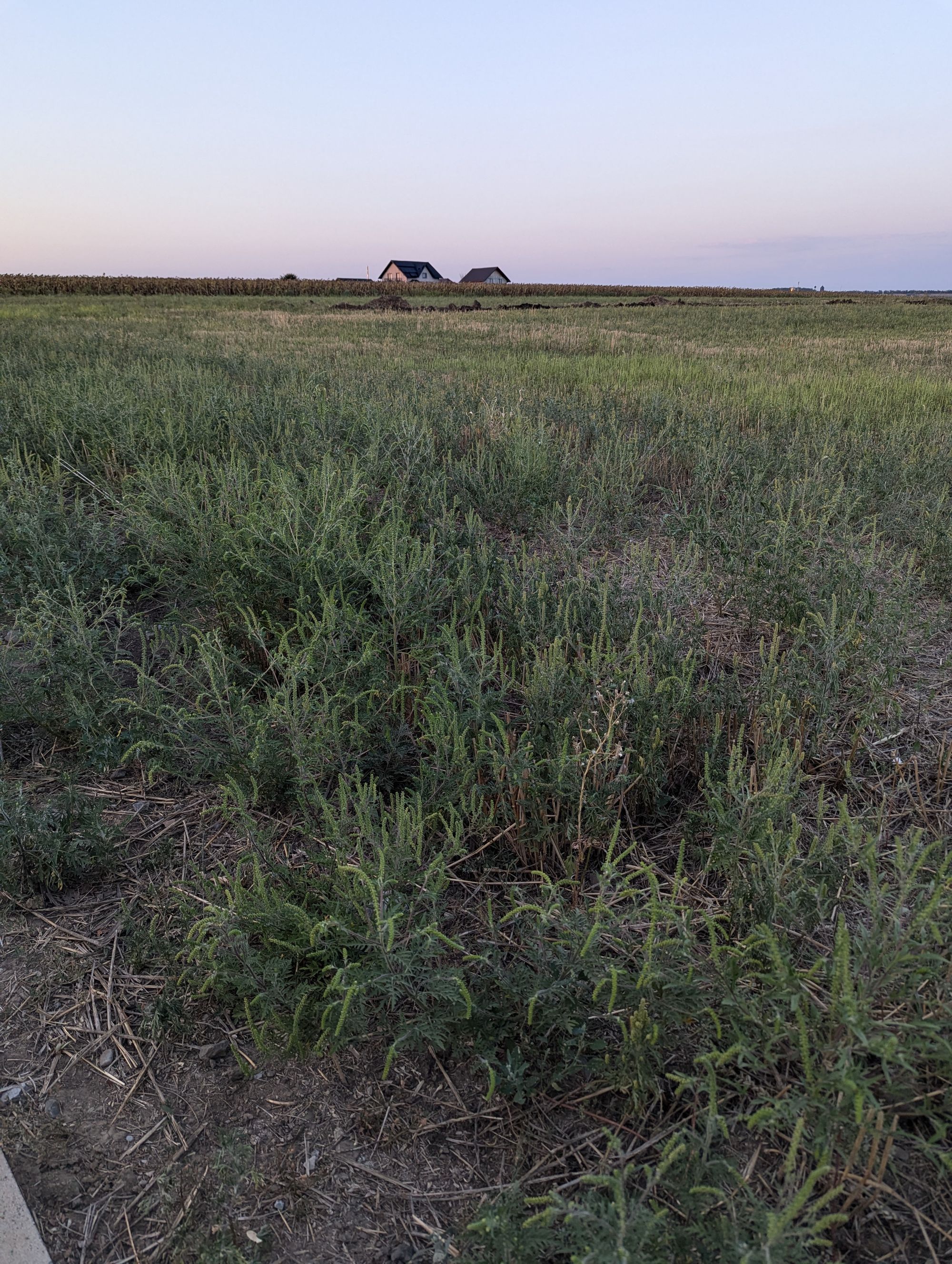 Ambrozie in Tudor Arghezi 1, Valea Lupului, Comuna Valea Lupului, Județul Iași - 1000018184.jpg