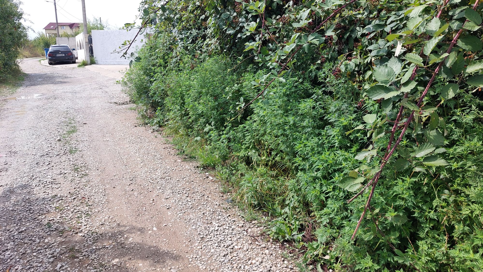 Ambrozie in Str. Coria 8, Cocoșești, Comuna Păulești, Județul Prahova - 20250731_152340.jpg