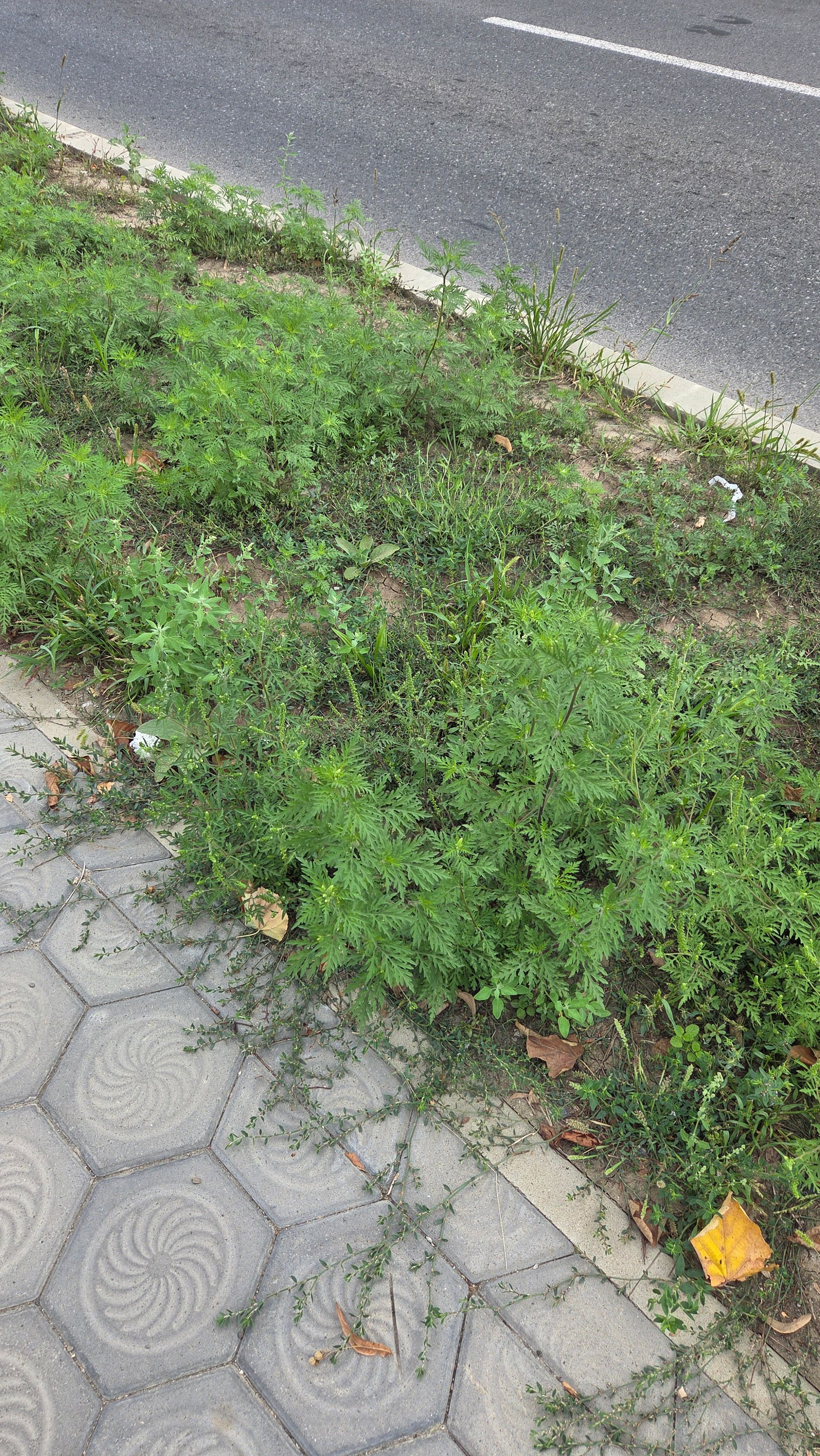 Ambrozie in Bulevardul Poitiers 13, Iași, Municipiu Iași, Județul Iași