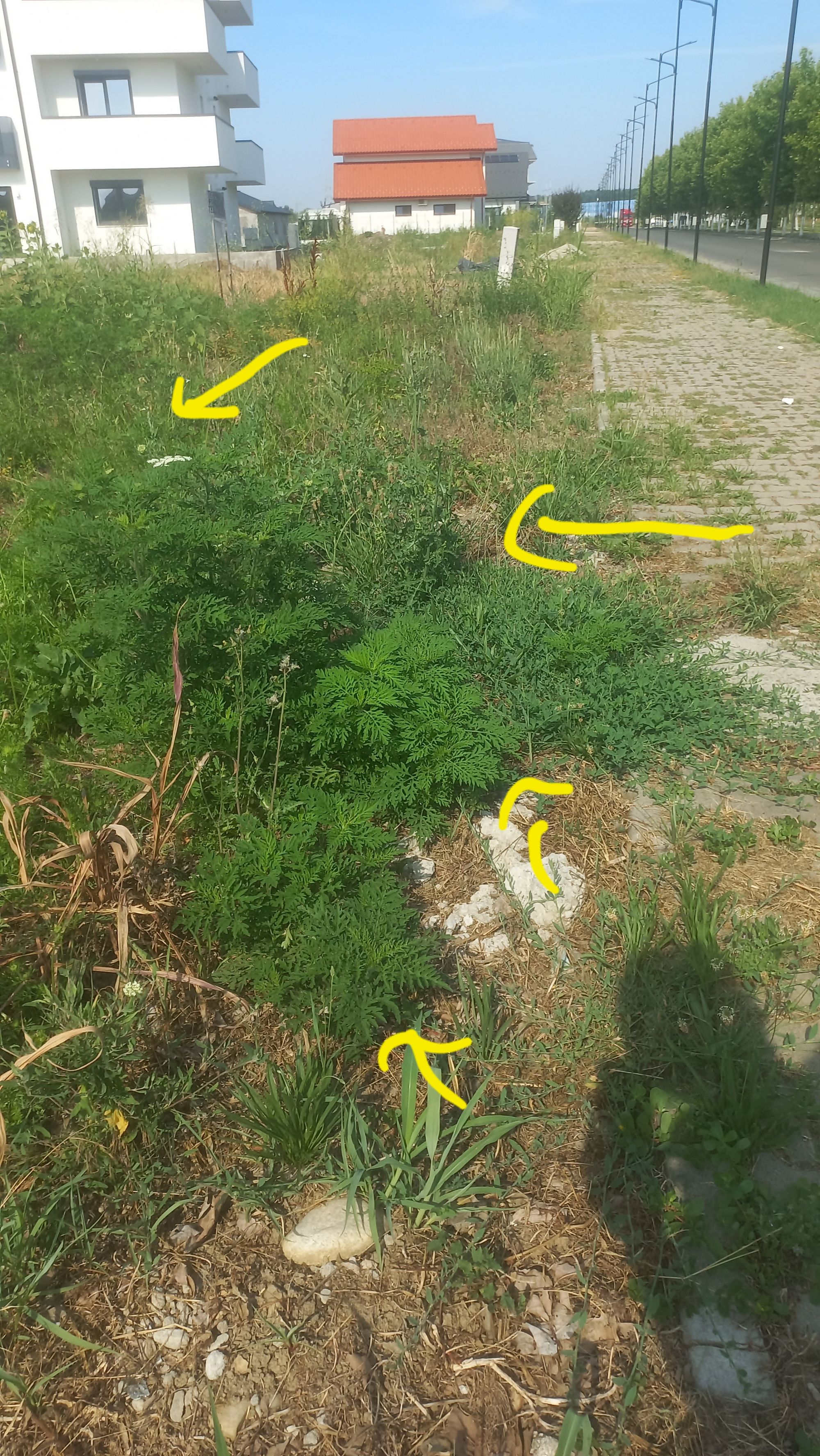 Ambrozie in Strada Gării, Titu, Oraș Titu, Județul Dâmbovița - 20260630_095457.jpg