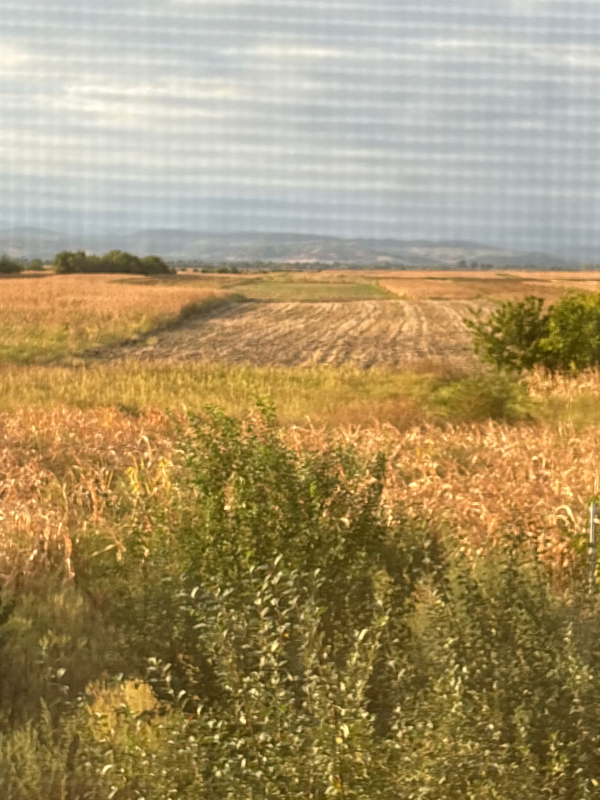 Ambrozie in Dărmănești, Comuna Dărmănești, Județul Dâmbovița - image.jpg