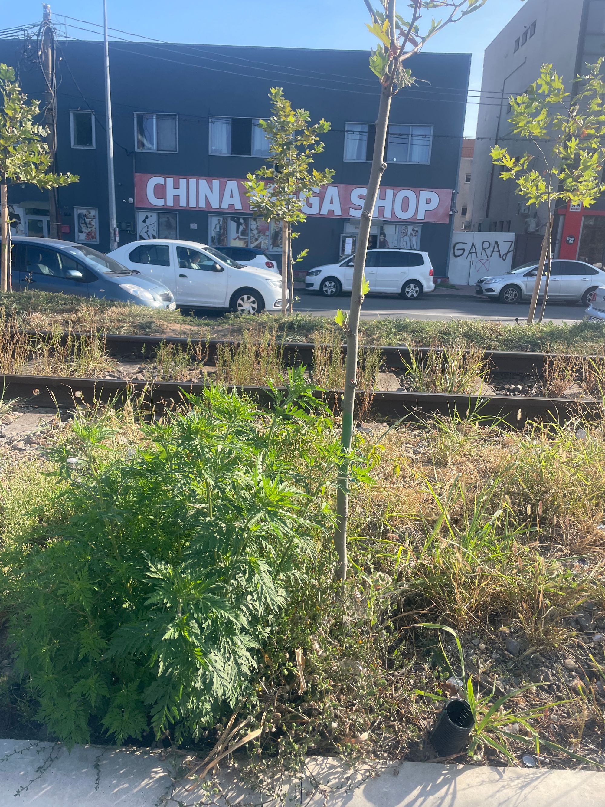 Ambrozie in Strada Dadu 2, București, Municipiul București
