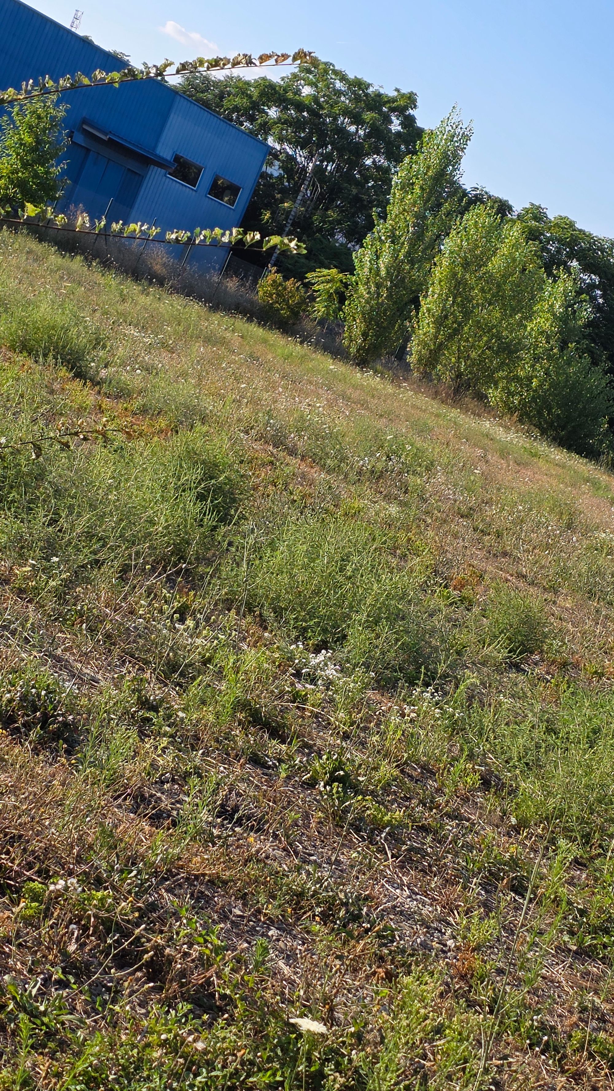 Ambrozie in Bulevardul Timișoara 100 061334, București, Municipiul București