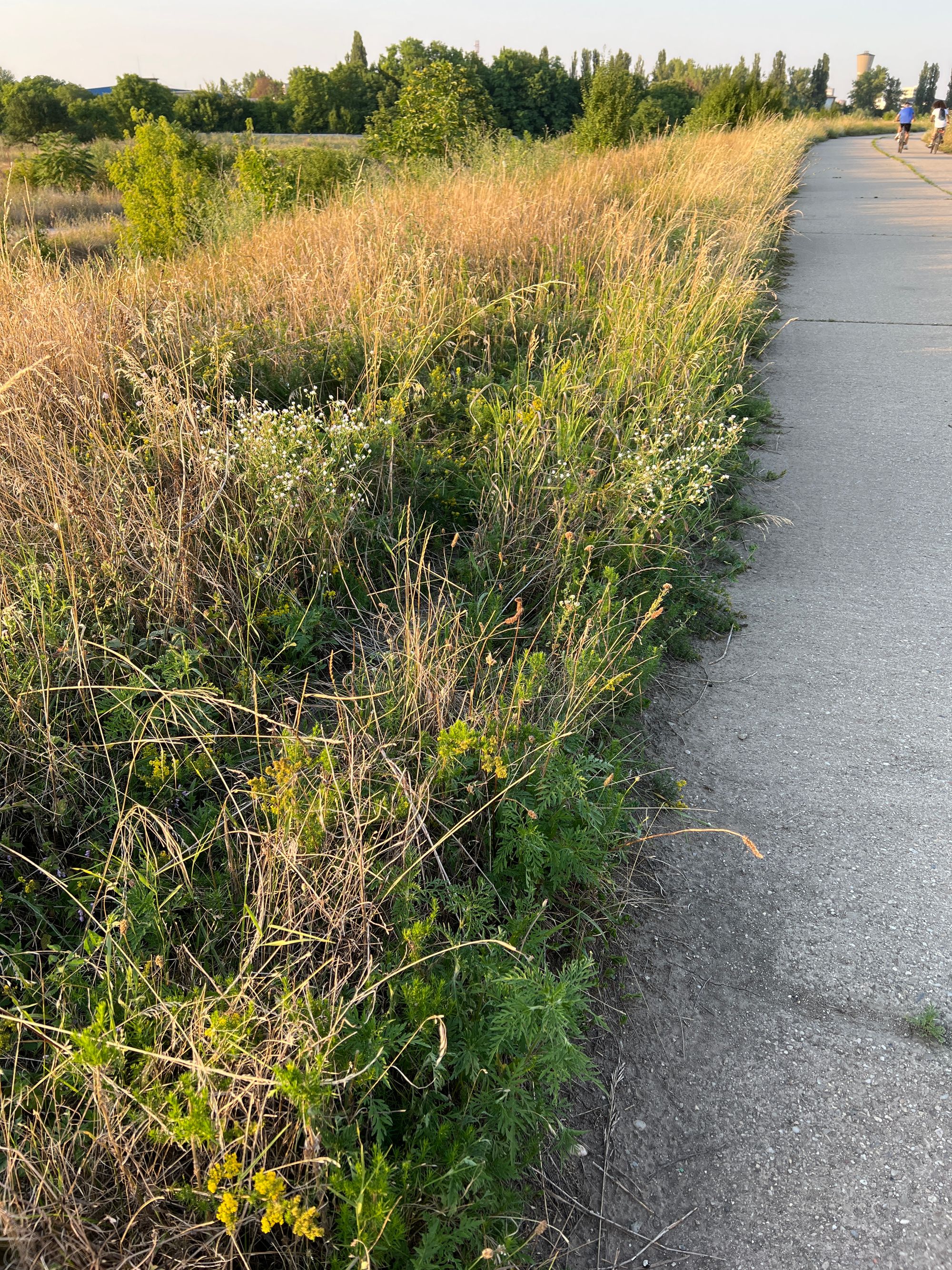 Ambrozie in Bucharest - image.jpg