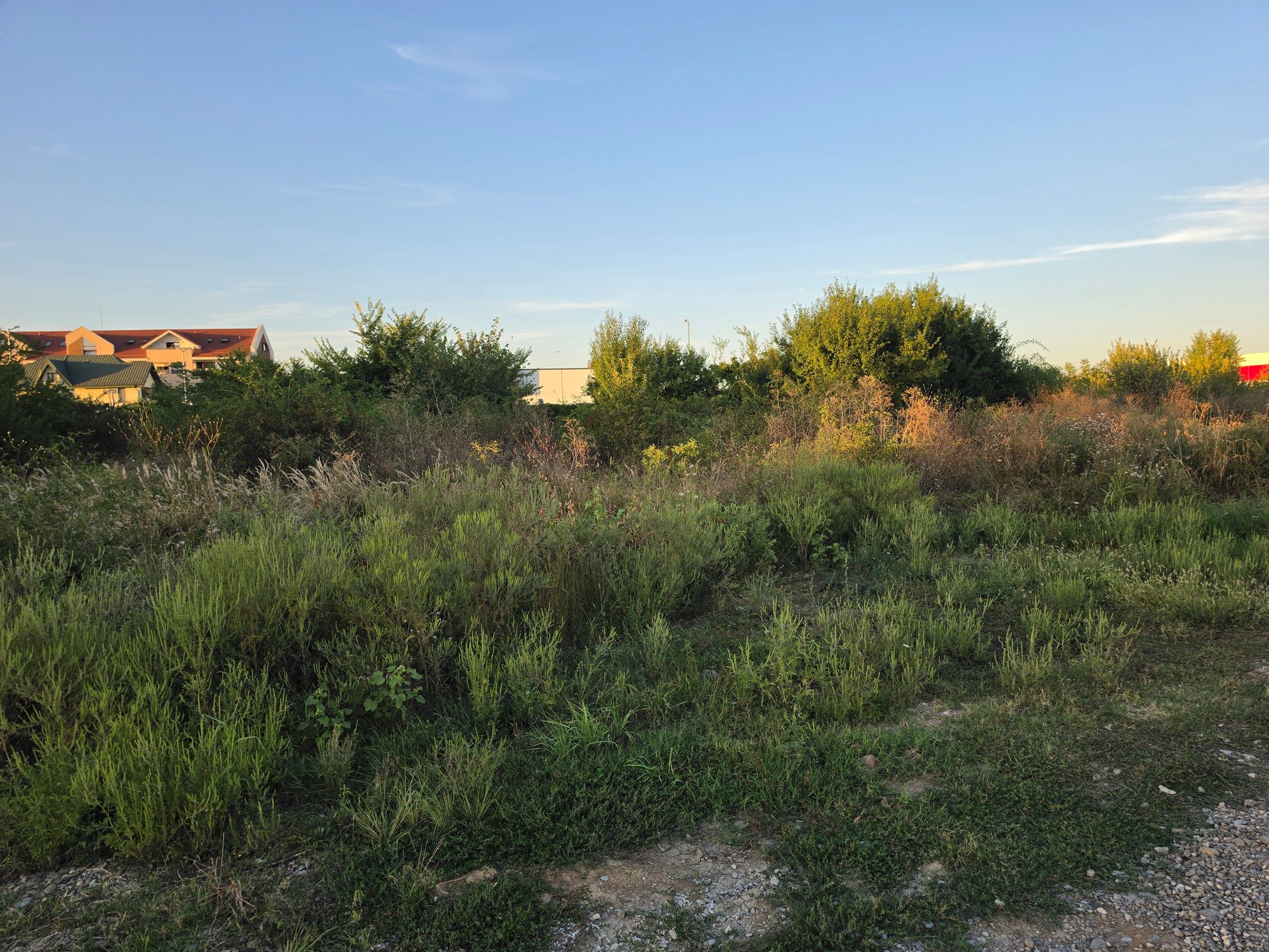 Ambrozie marcată de Marius G Costea în Strada Spania, Ștefăneștii de Jos, Comuna Ștefăneștii de Jos, Județul Ilfov