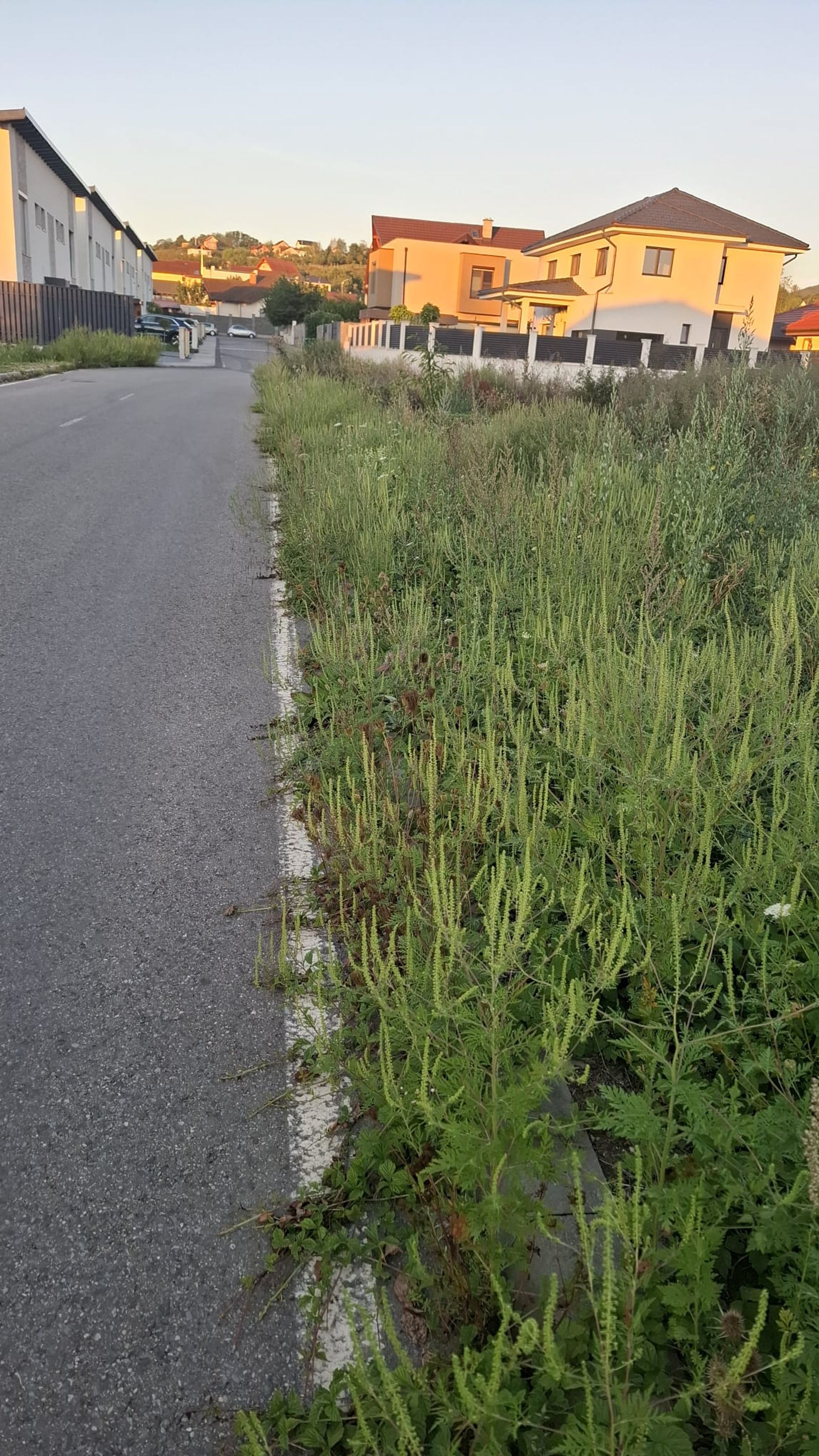 Ambrozie in Strada Petre Ispirescu 15, Deva, Municipiu Deva, Județul Hunedoara - WhatsApp Image 2025-08-27 at 08.47.15_96518a13.jpg