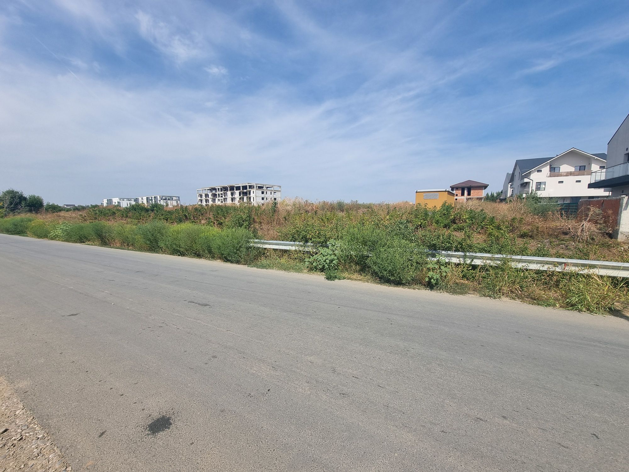 Ambrozie in Otopeni, Oraş Otopeni, Județul Ilfov - 20250907_121543.jpg