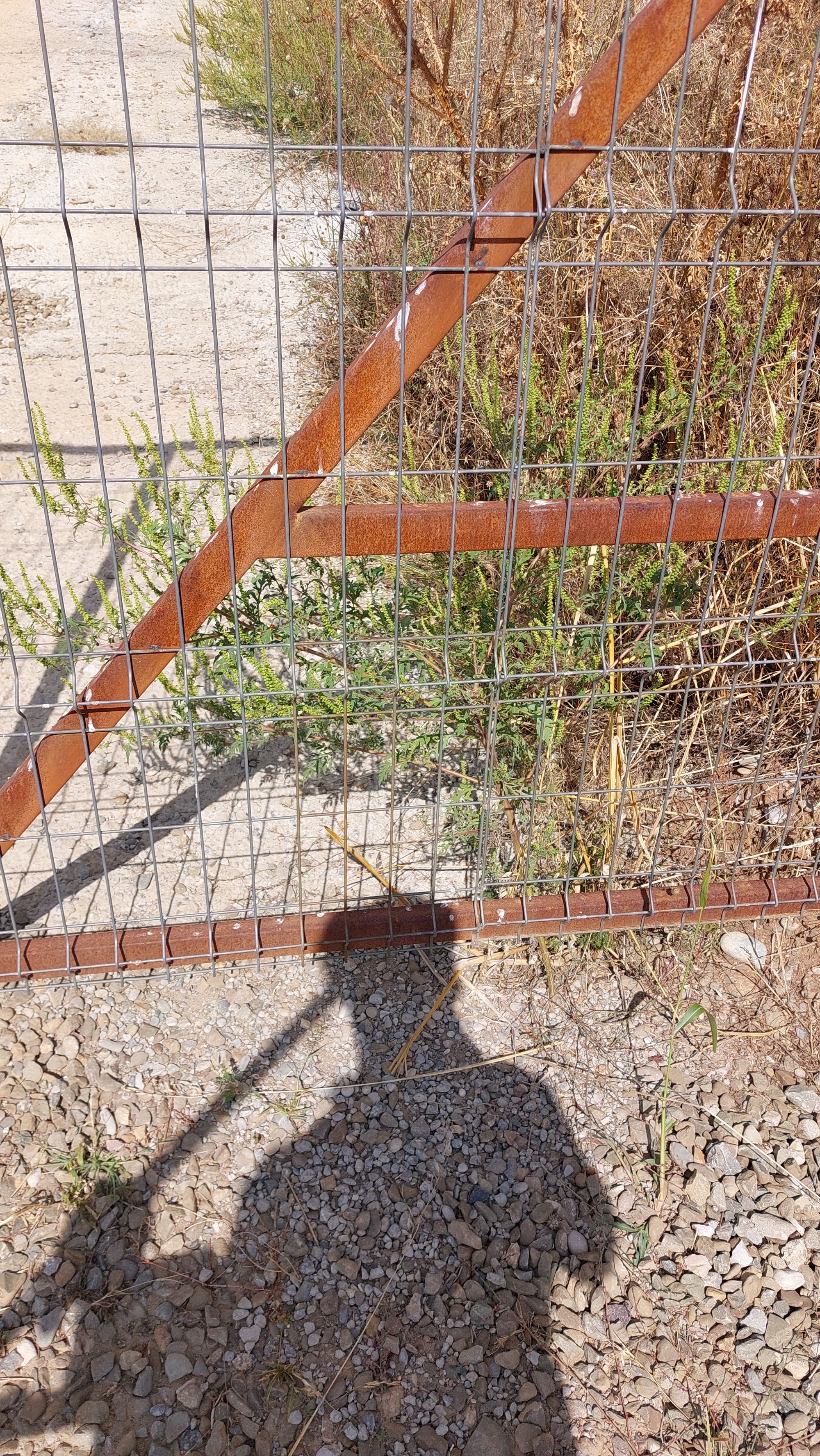 Ambrozie in Str. Albiței 45, Păulești, Comuna Păulești, Județul Prahova - 20250915_143753.jpg