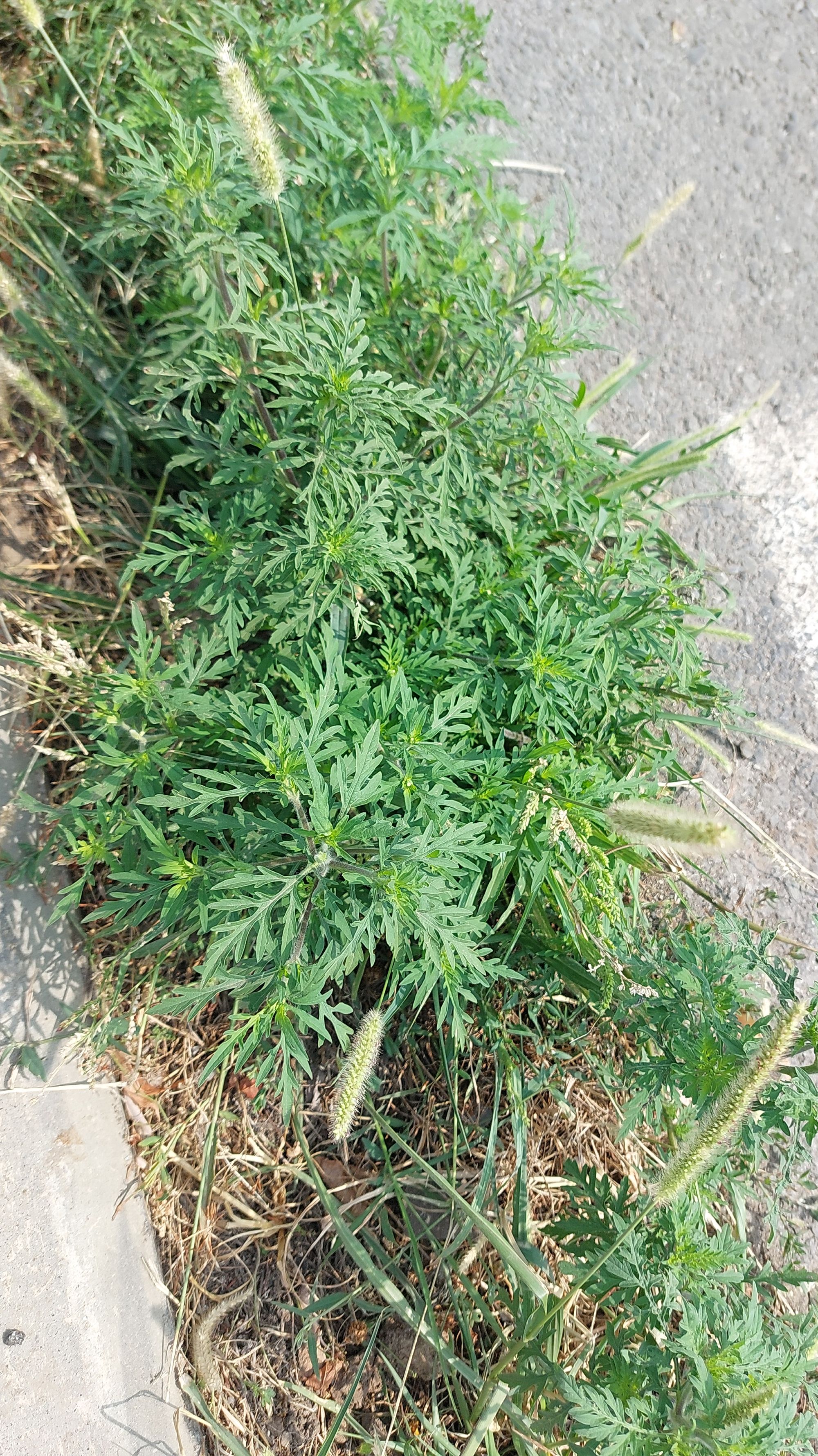 Ambrozie in Strada Ortansei 112, Olteni, Comuna Clinceni, Județul Ilfov - IMG-20230830-WA0007.jpeg