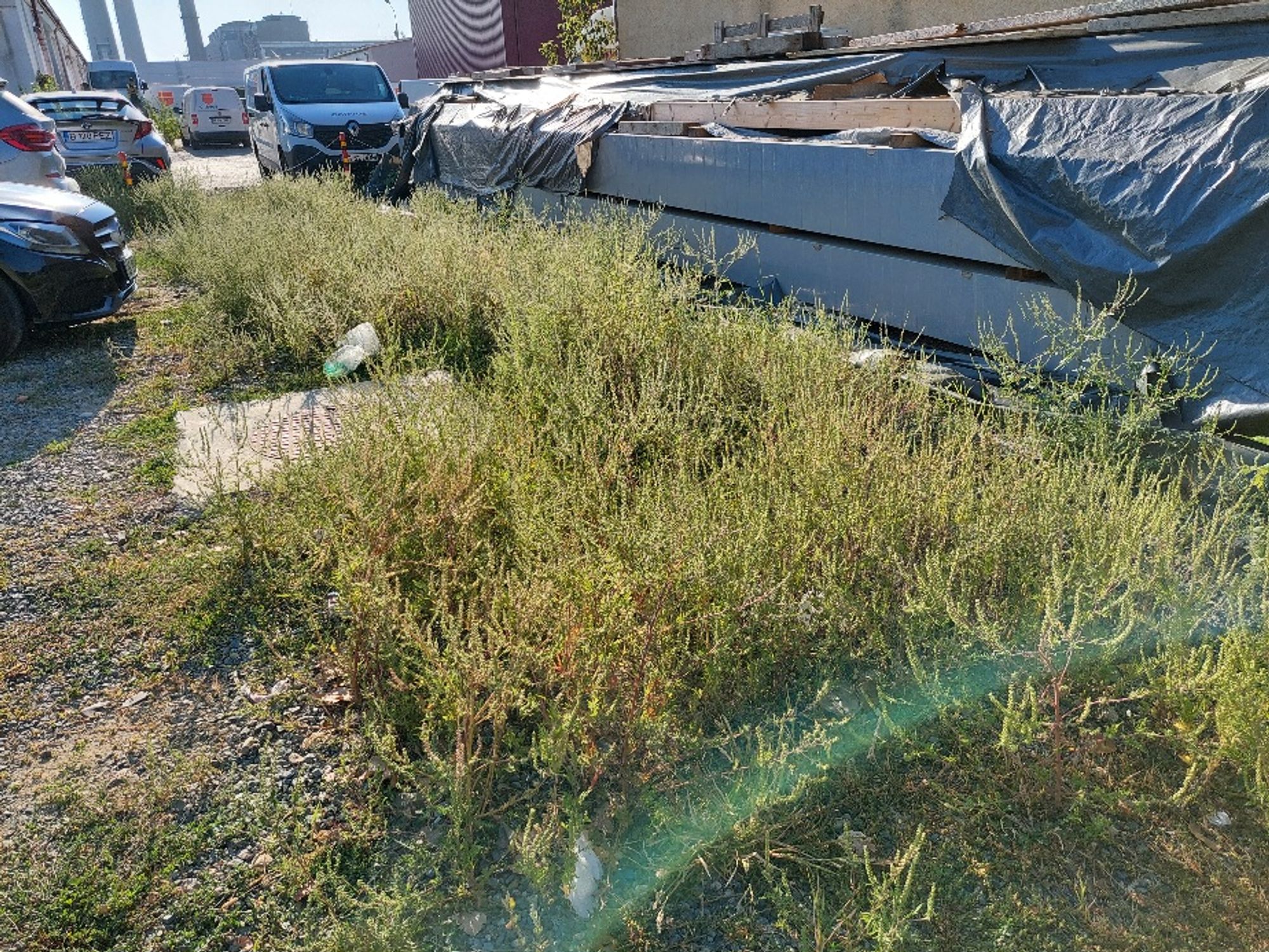 Ambrozie in Calea Chișinăului 23, Iași, Municipiu Iaşi, Județul Iași - 1000080855.jpg