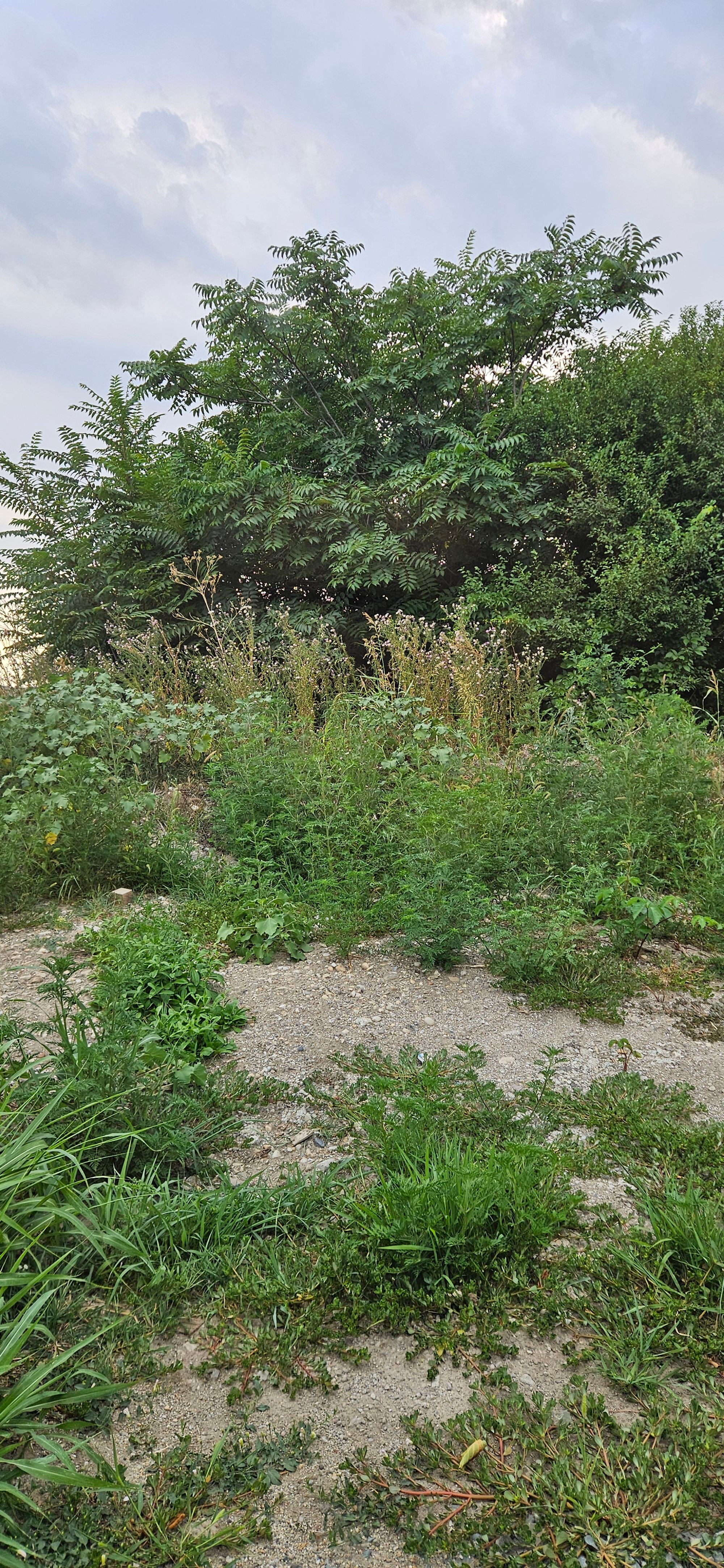 Ambrozie in Strada Luceafărului 10, Domnești, Comuna Domnești, Județul Ilfov - 20250725_193106.jpg