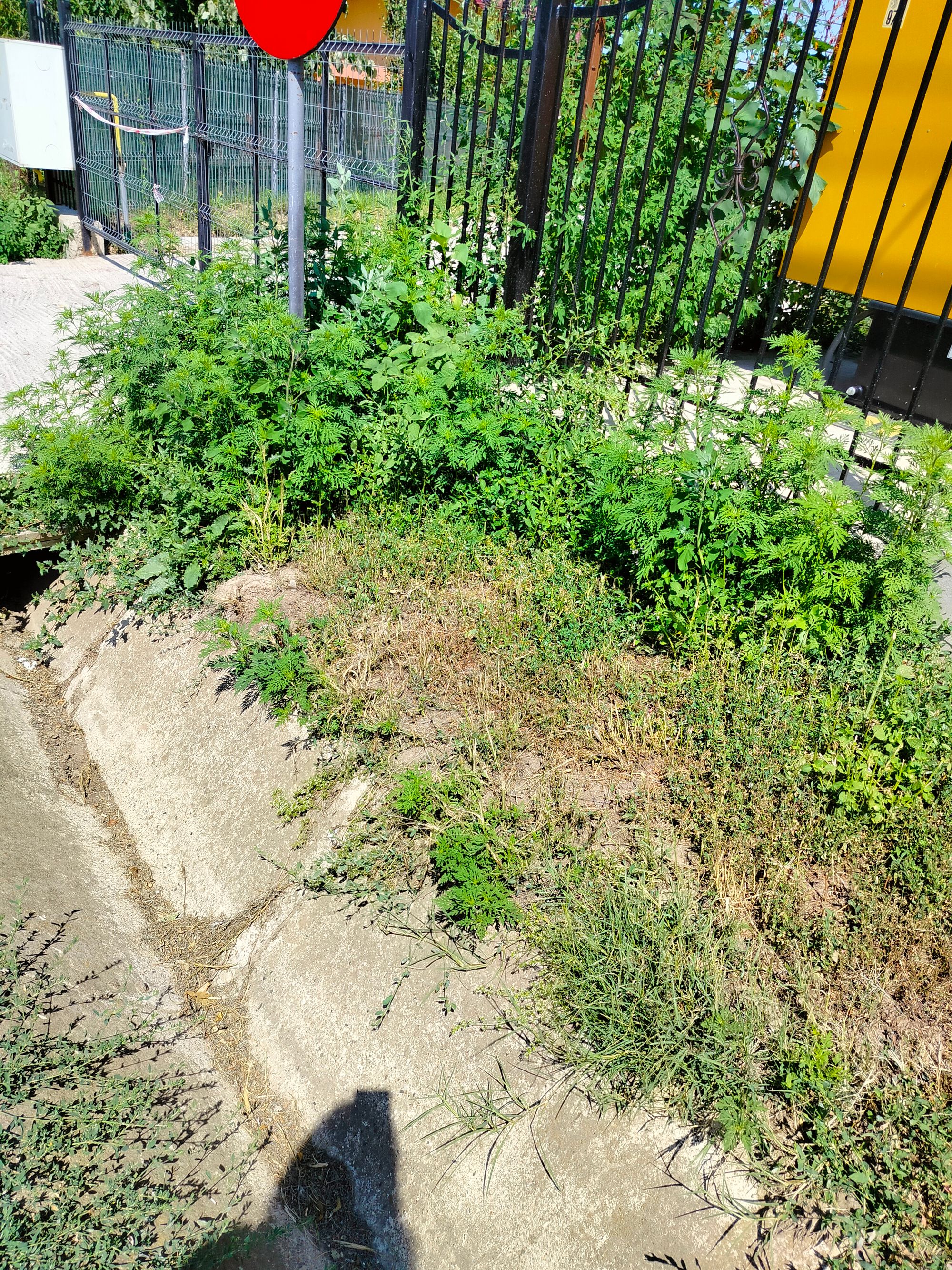 Ambrozie in Strada Mihail Kogălniceanu 38, Miroslava, Comuna Miroslava, Județul Iași - 1000011241.jpg