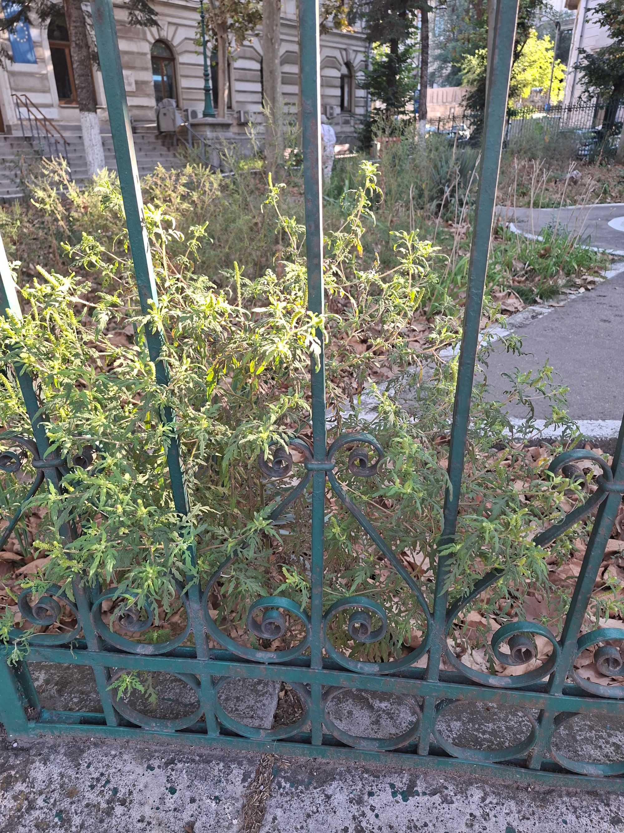 Ambrozie in Strada Ilfov 6, București, Municipiul București - 1000246901.jpg