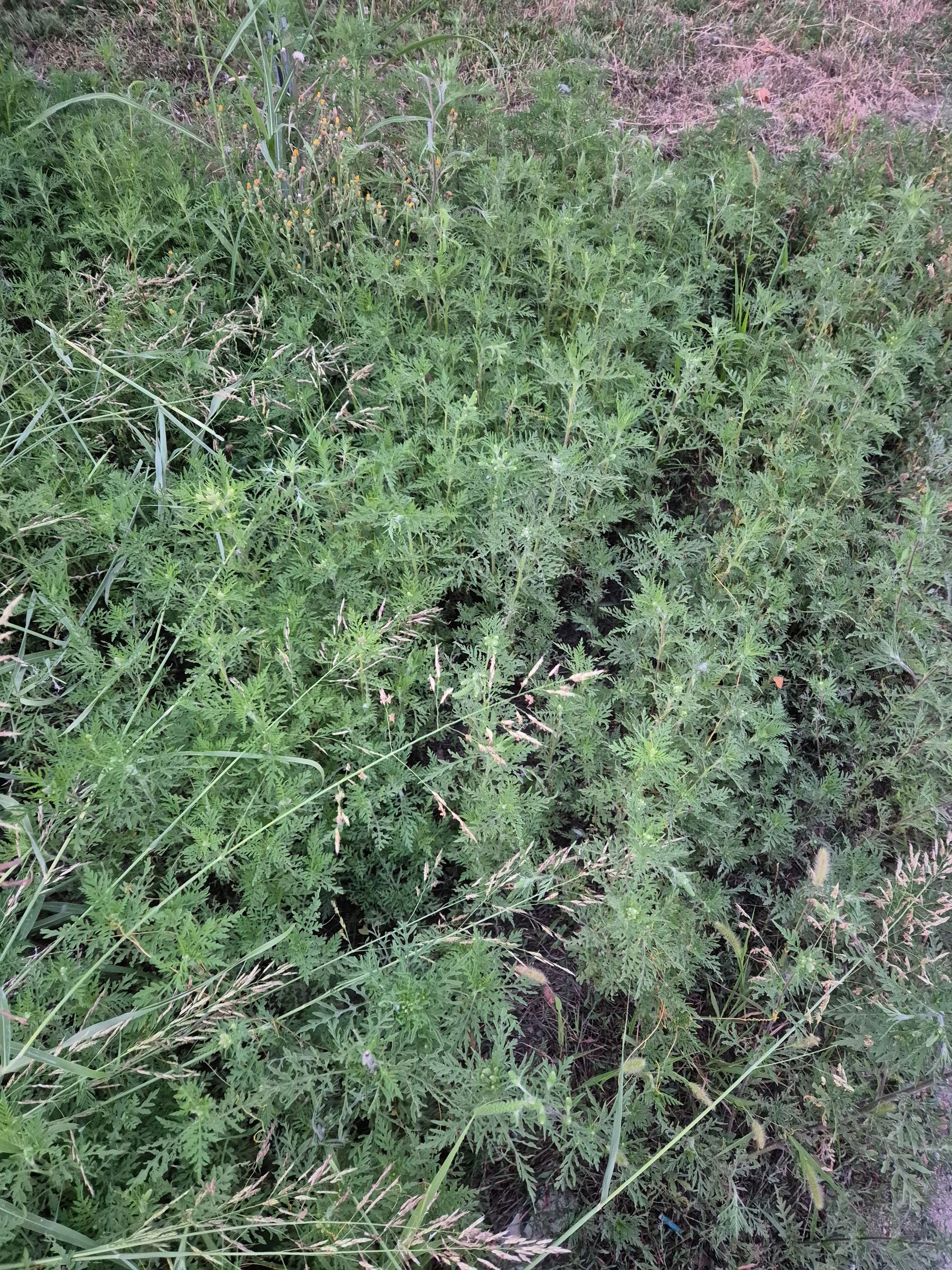 Ambrozie in Strada Samurcași 10-12, Gulia, Comuna Tărtășești, Județul Dâmbovița